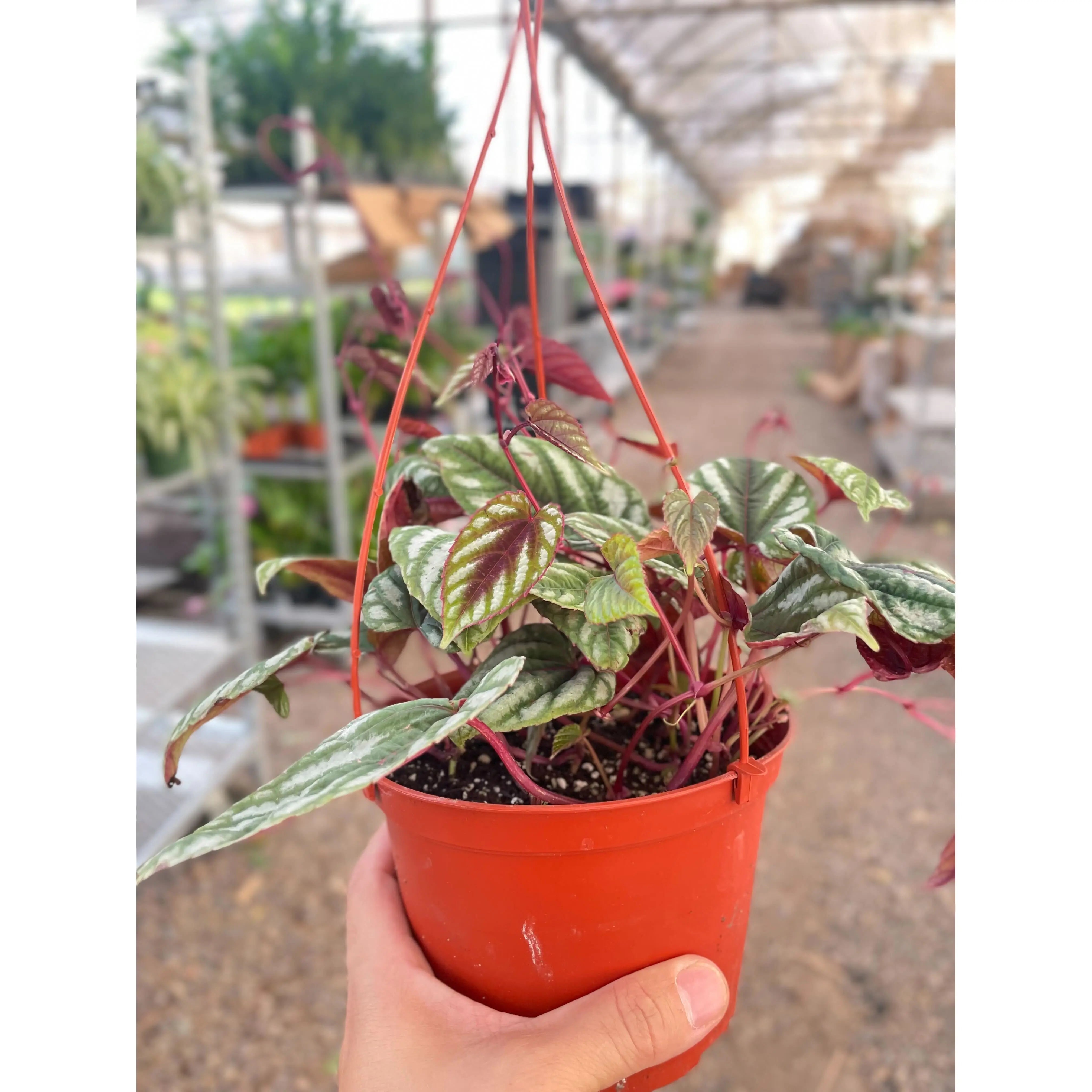 Begonia Rex Vine - 6