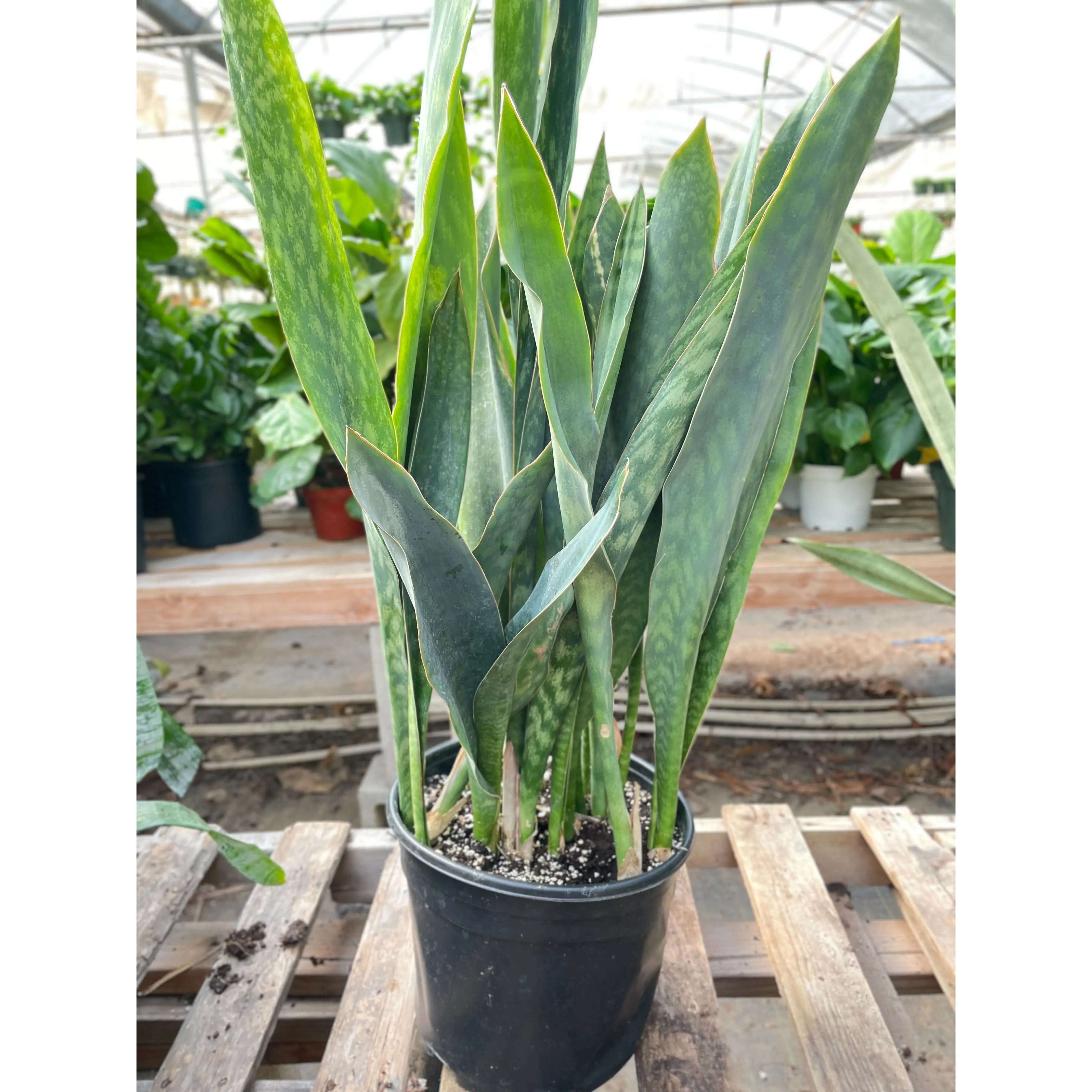 Snake Plant 'Silver Queen' - 10