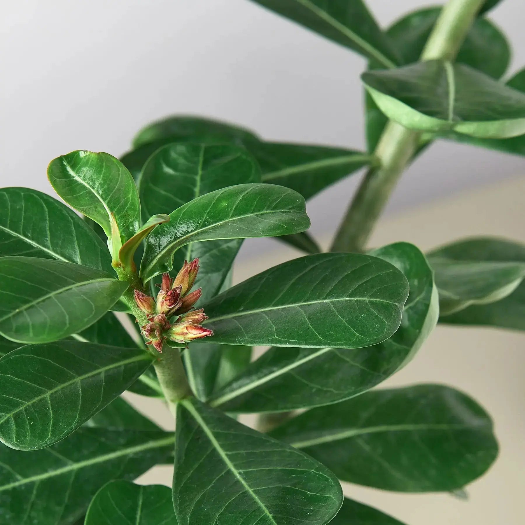 Desert Rose (Adenium Obesum) – Live Flowering Succulent