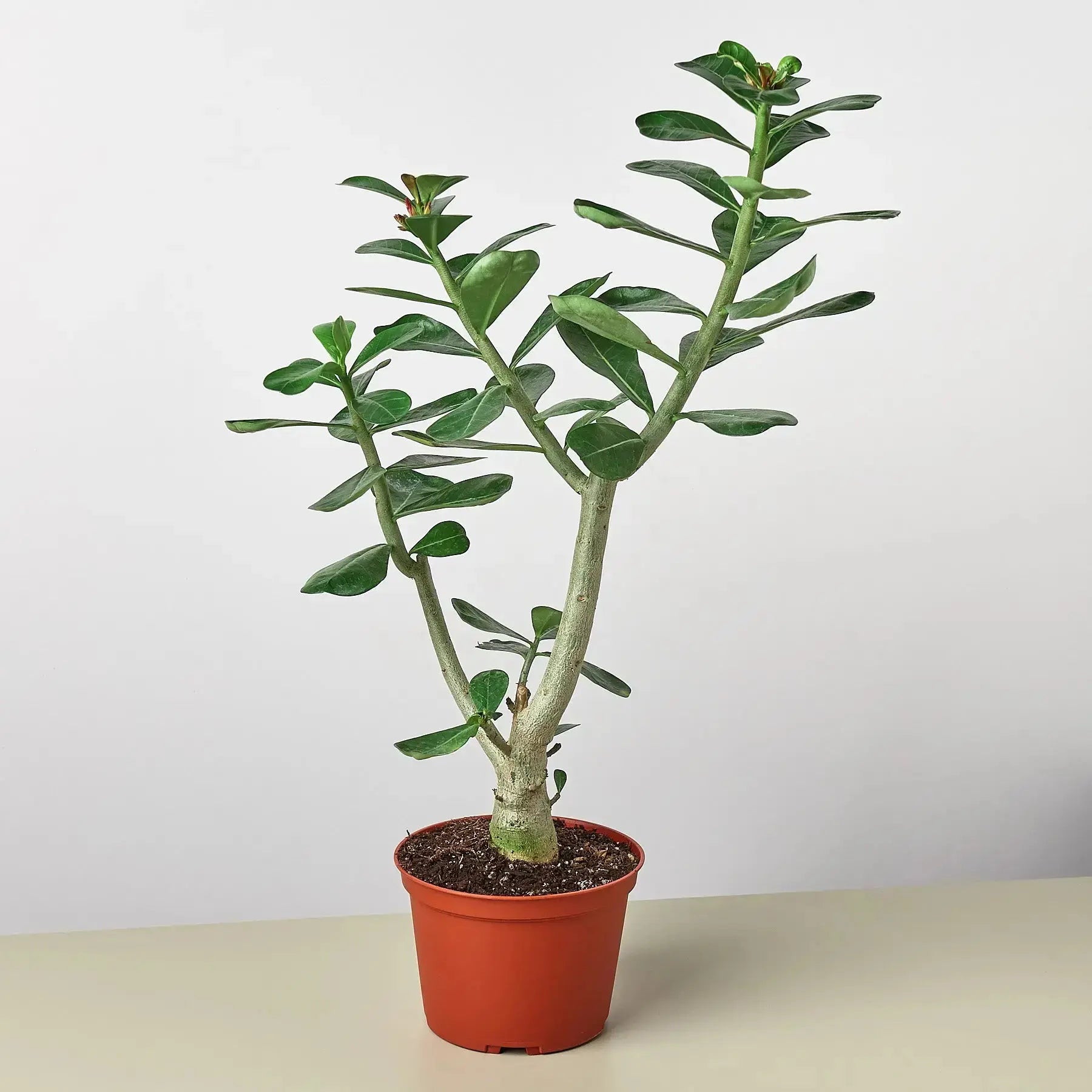 Desert Rose (Adenium Obesum) – Live Flowering Succulent