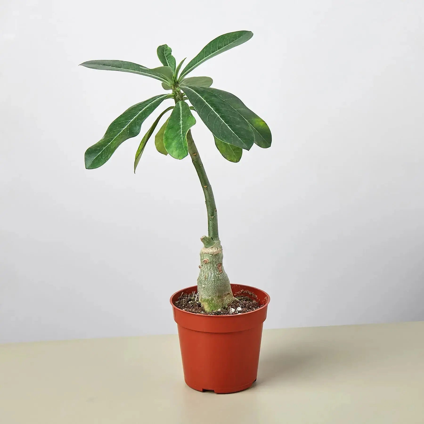 Desert Rose (Adenium Obesum) – Live Flowering Succulent
