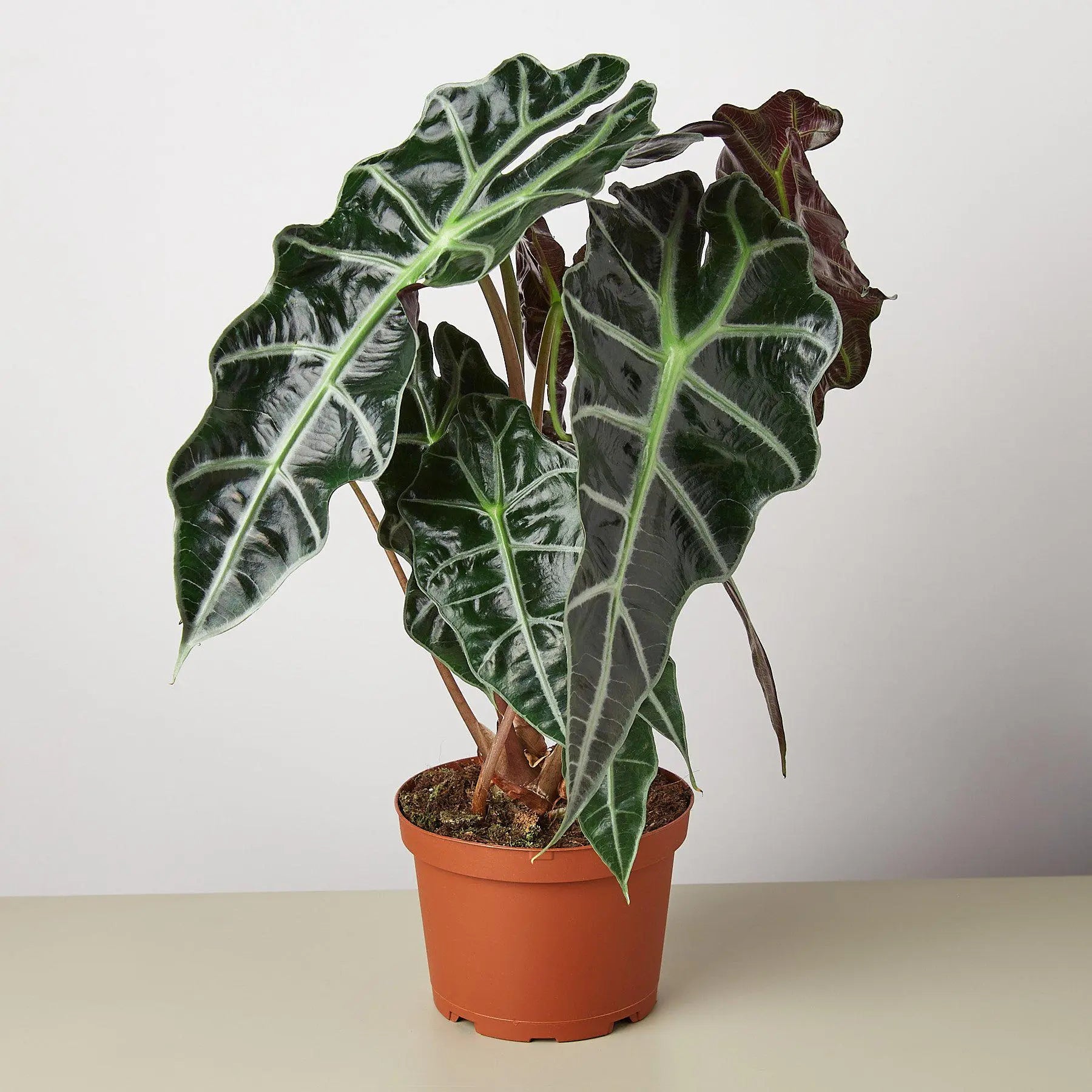 Alocasia Polly 'African Mask'