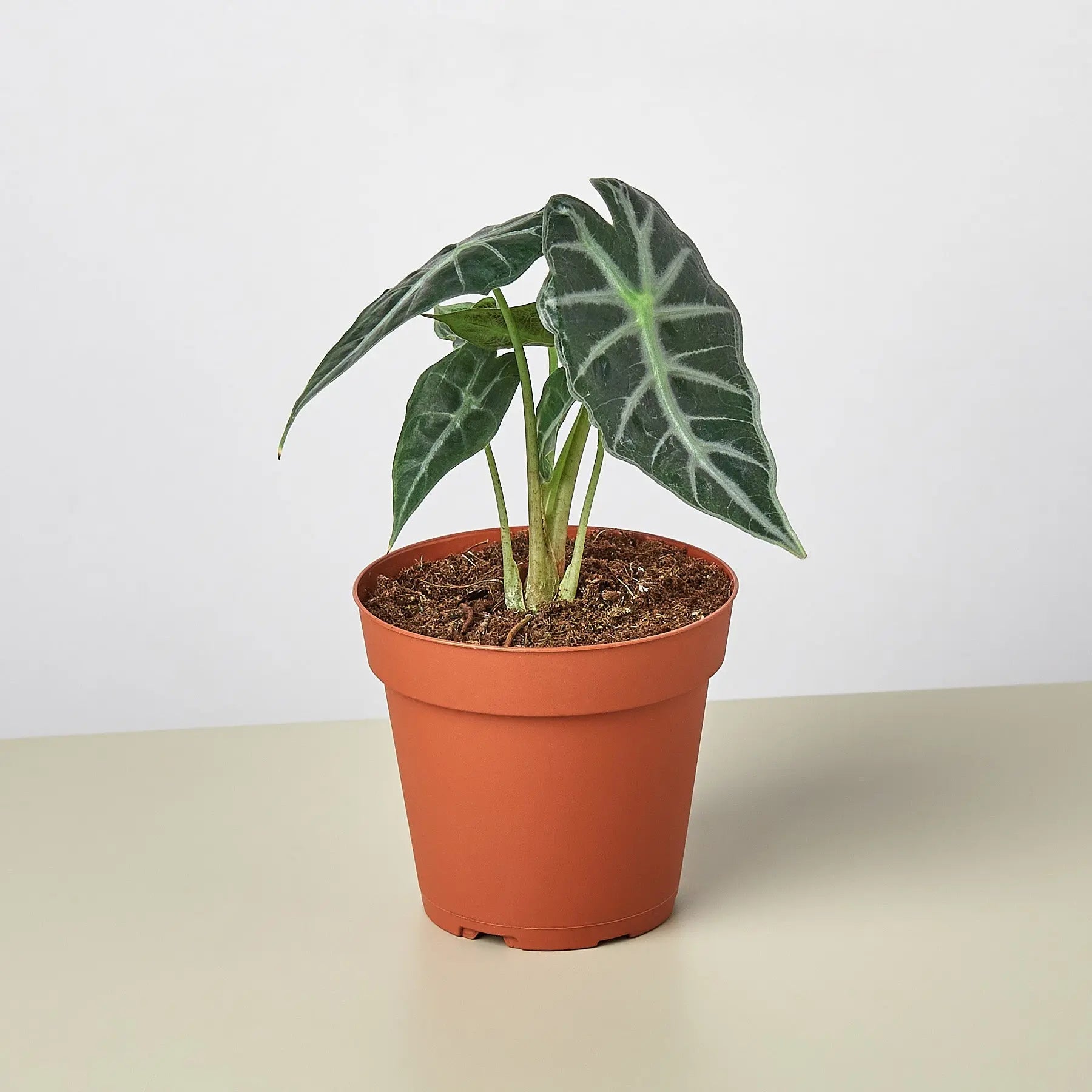 Alocasia Amazonica 'Bambino' - 4