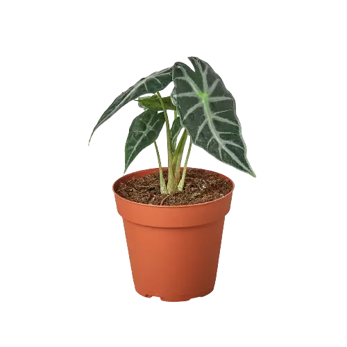 Alocasia Amazonica 'Bambino'