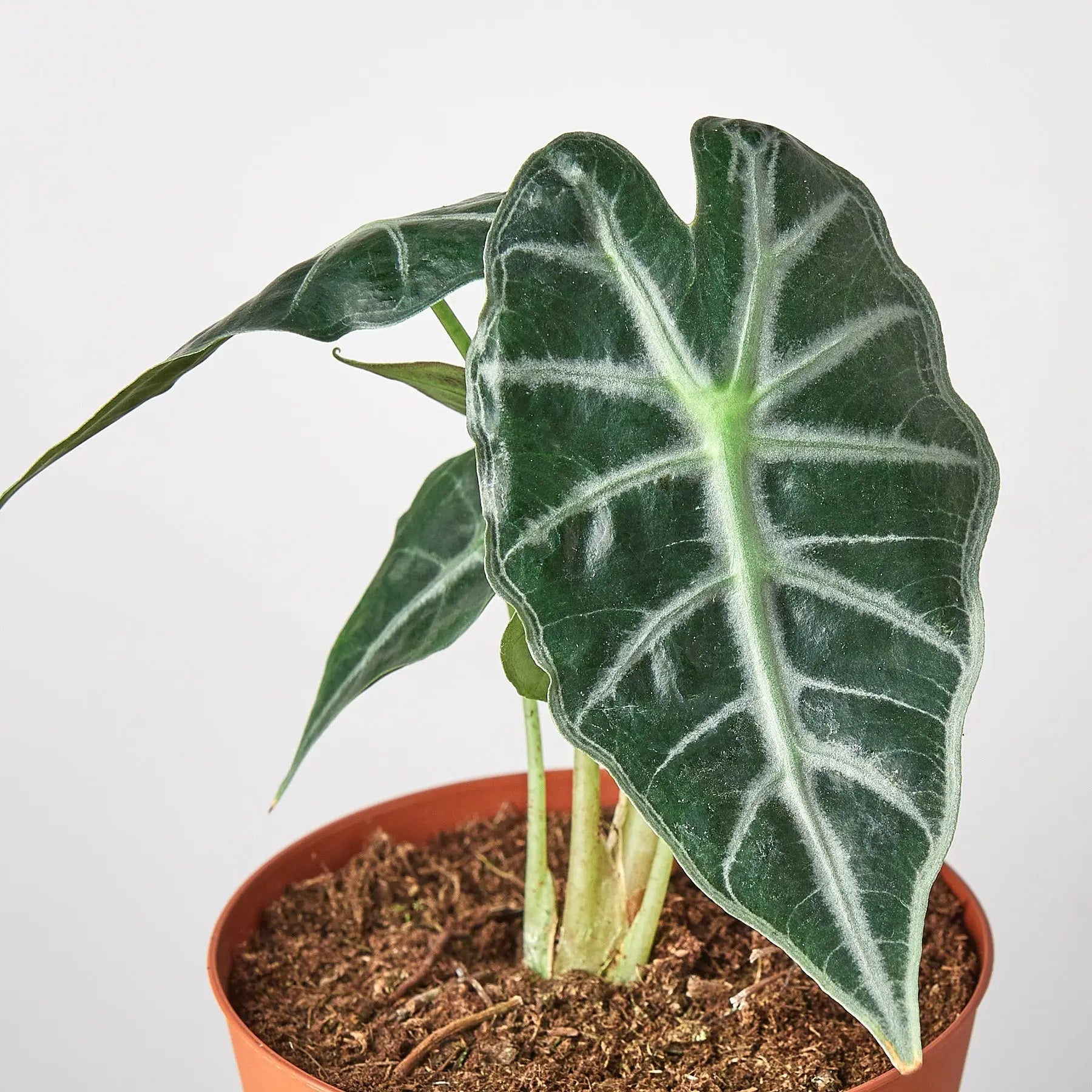 Alocasia Amazonica 'Bambino' - 4