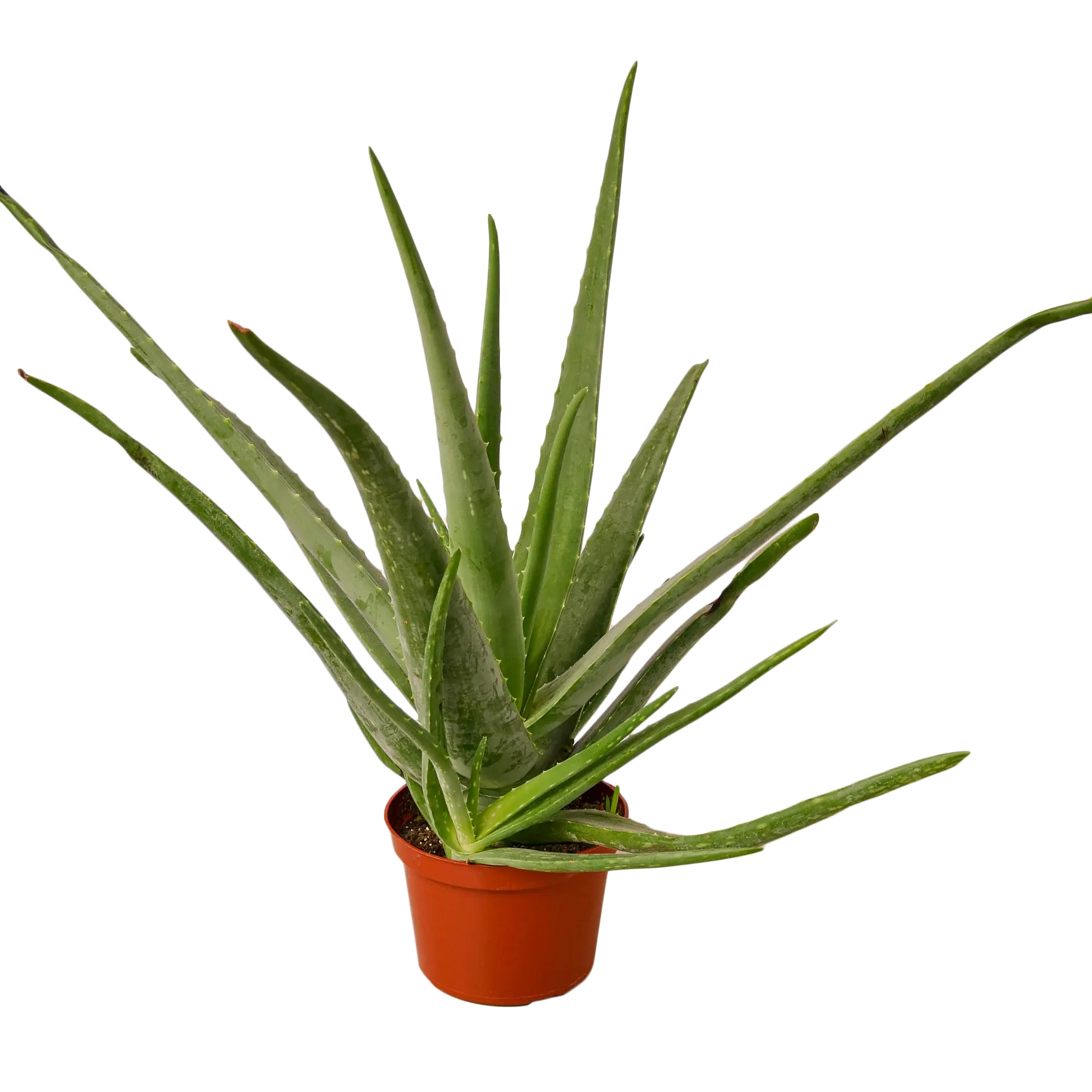 Aloe Vera - 6