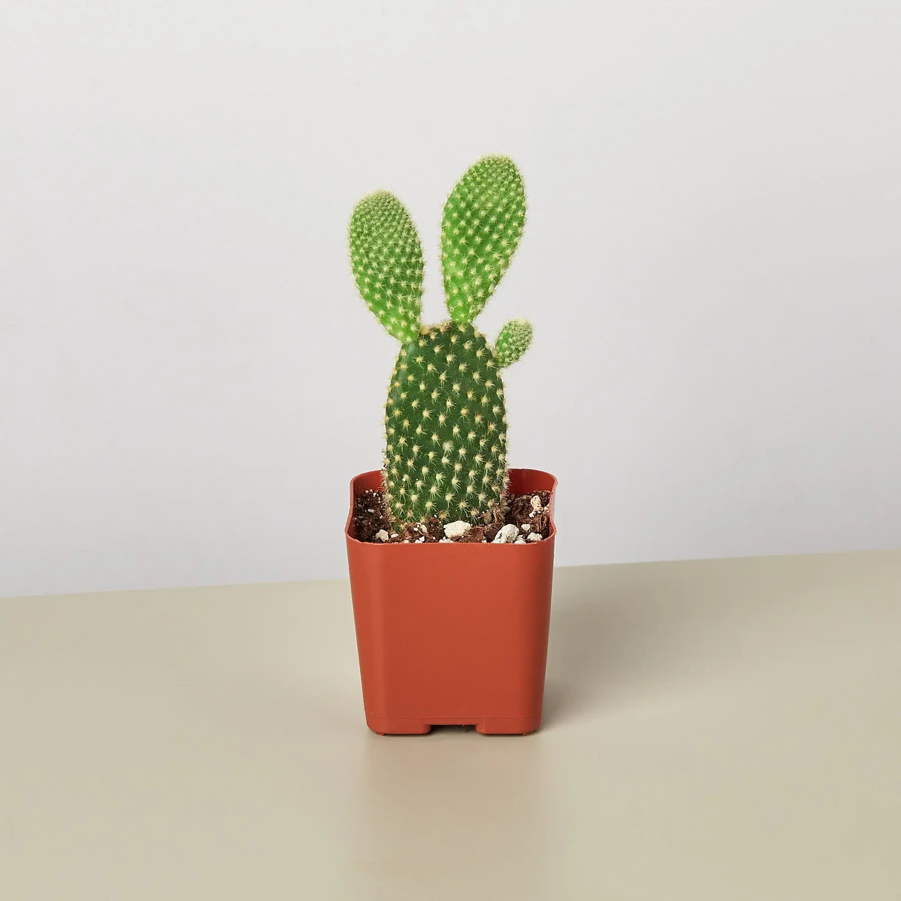 Cactus Variety - 2