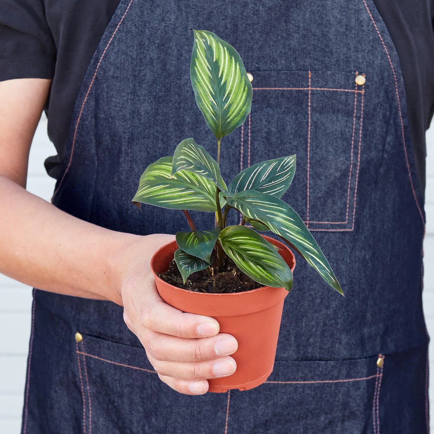 Calathea 'Beauty Star'