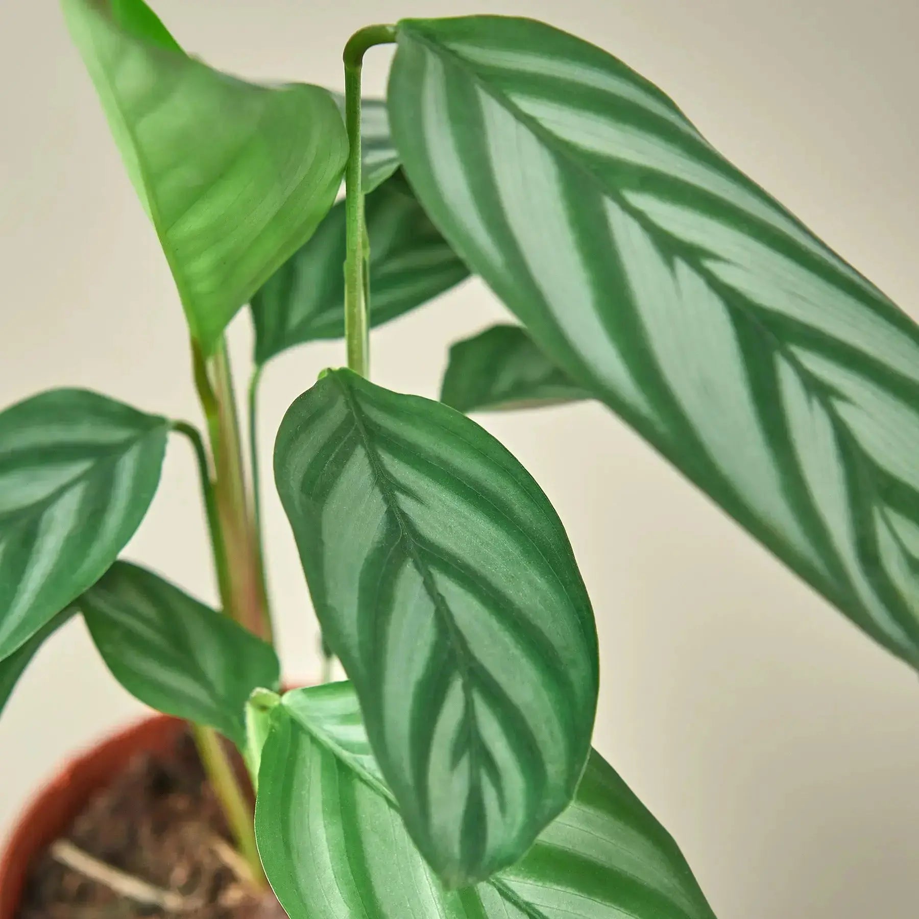 Calathea Grey Star – Live Indoor Plant