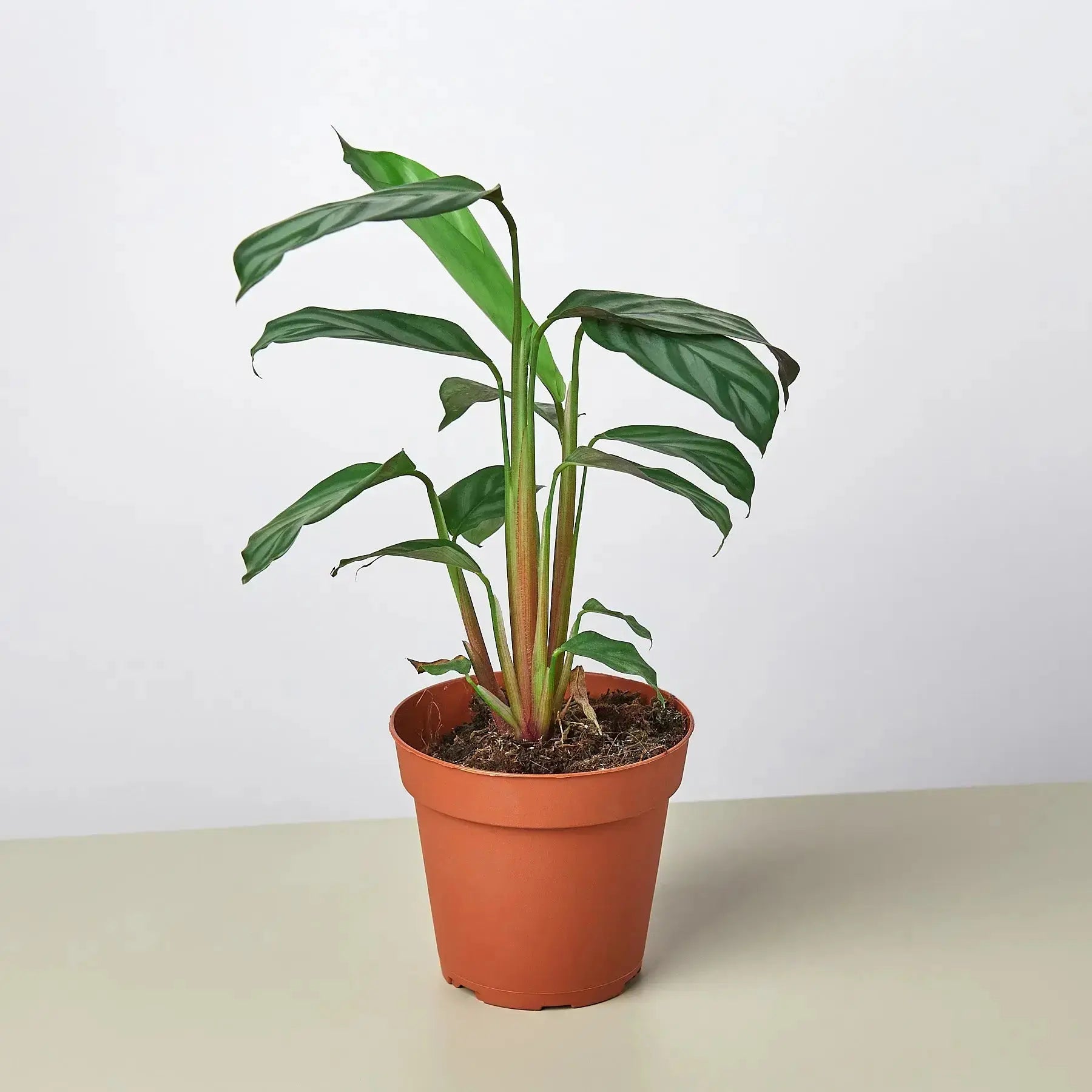 Calathea Grey Star – Live Indoor Plant