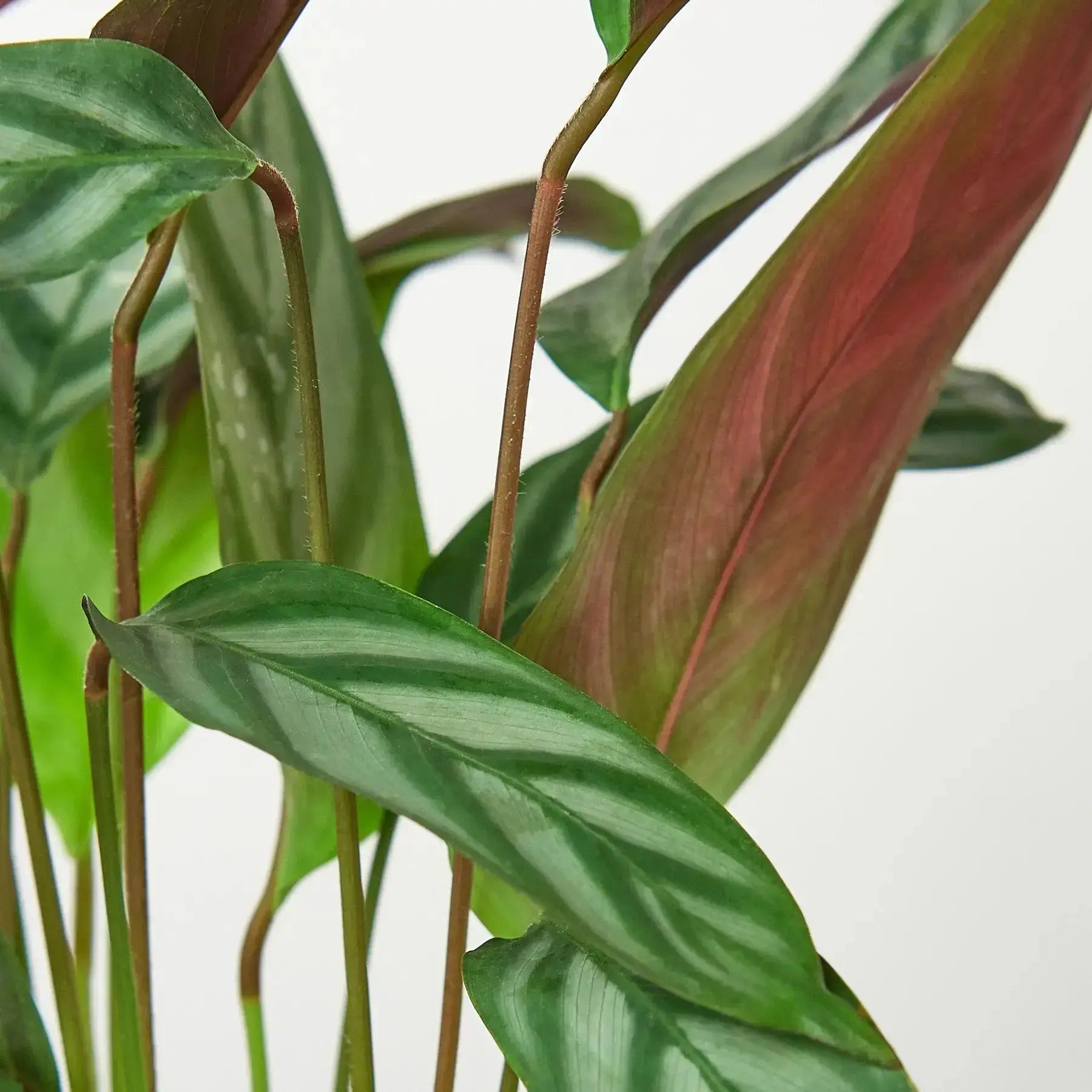 Calathea Grey Star – Live Indoor Plant