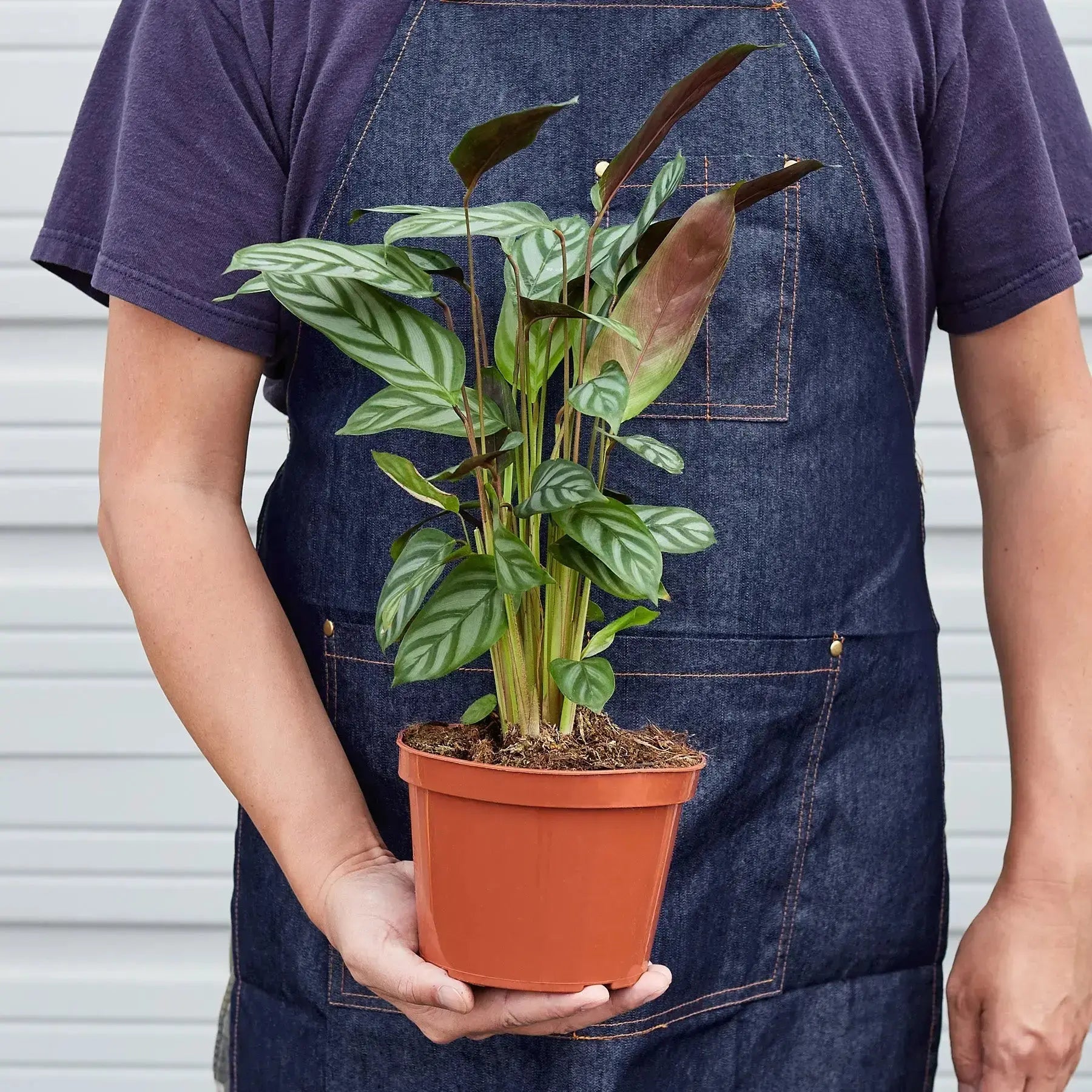 Calathea Grey Star – Live Indoor Plant
