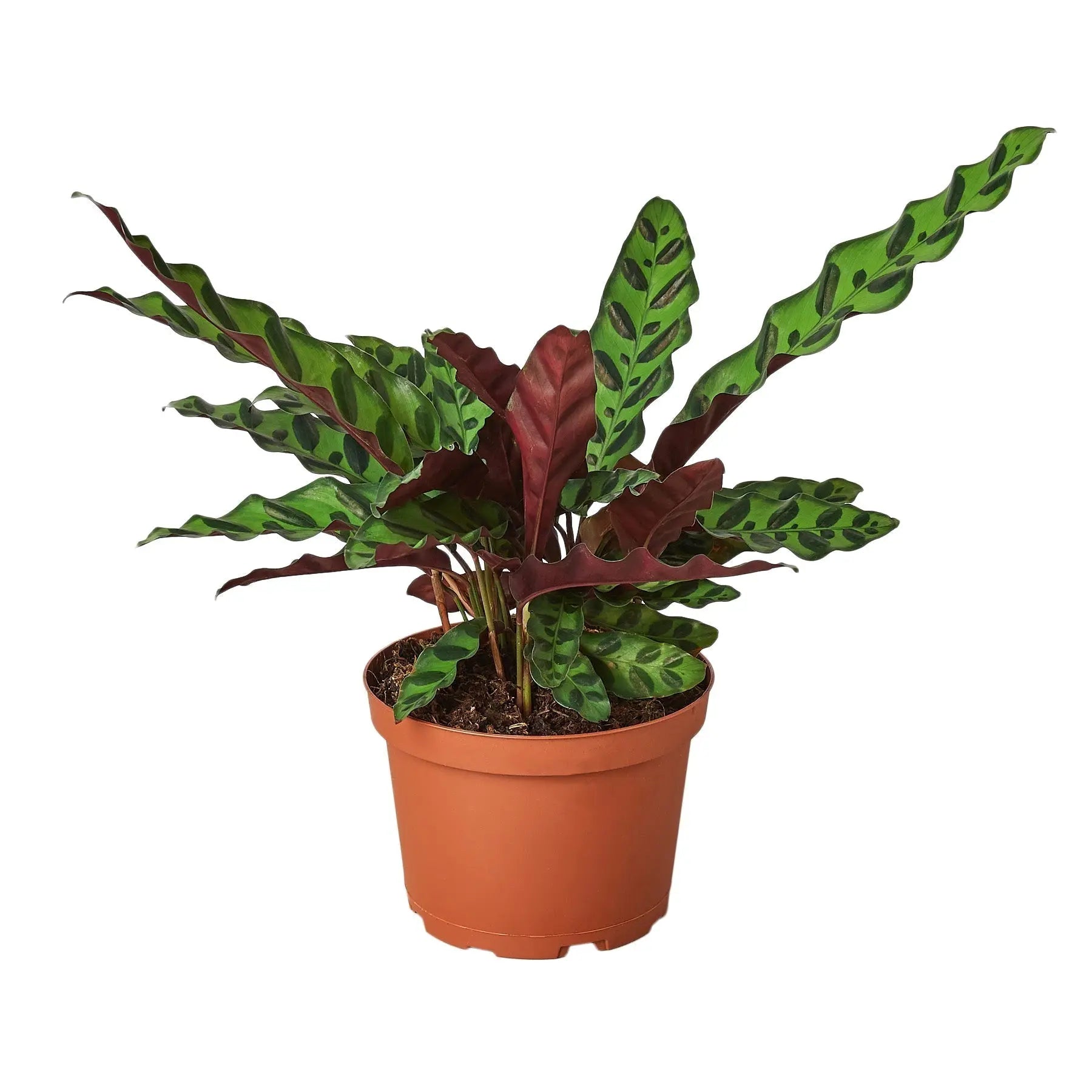 Calathea Lancifolia 'Rattlesnake' - 6