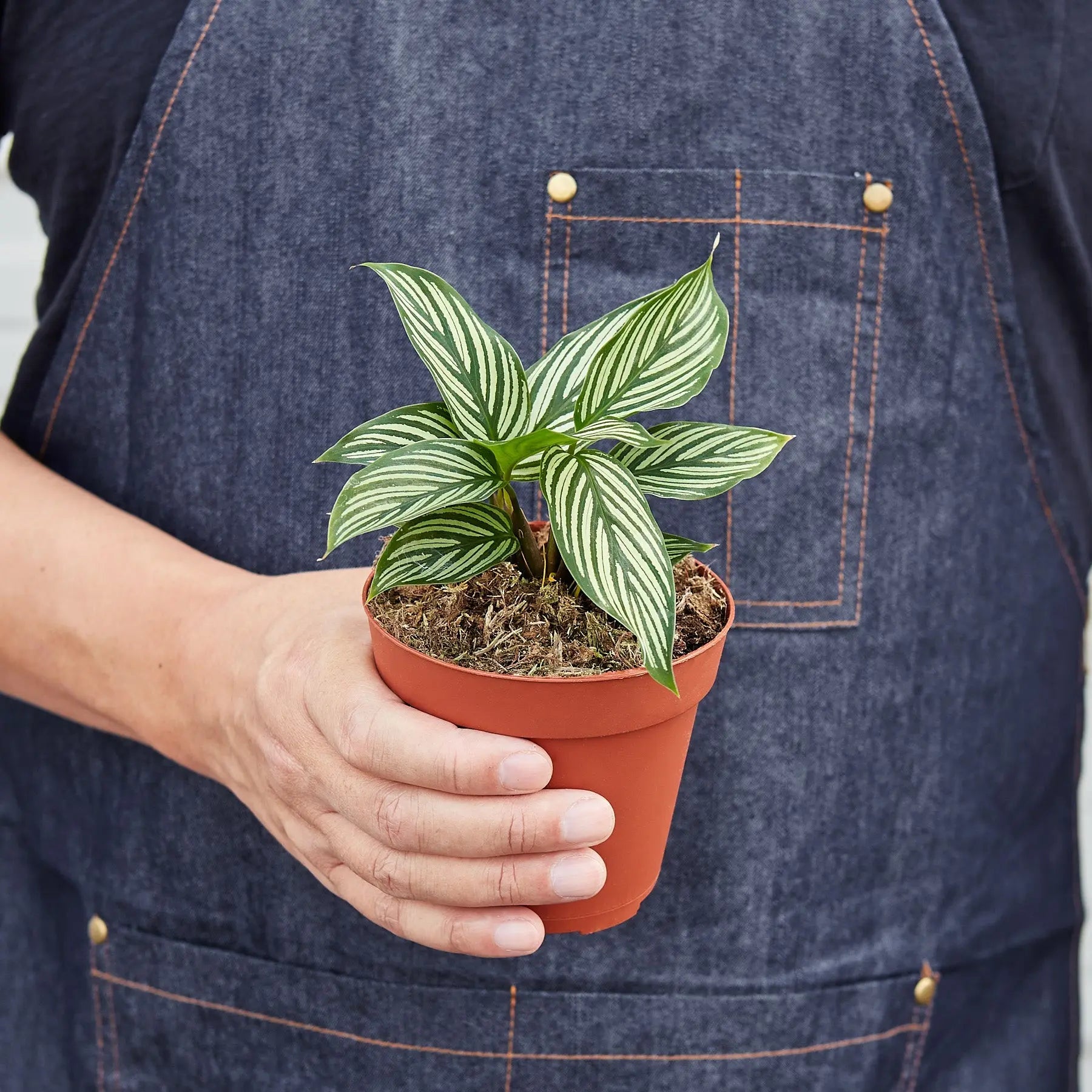 Calathea 'Vittata'