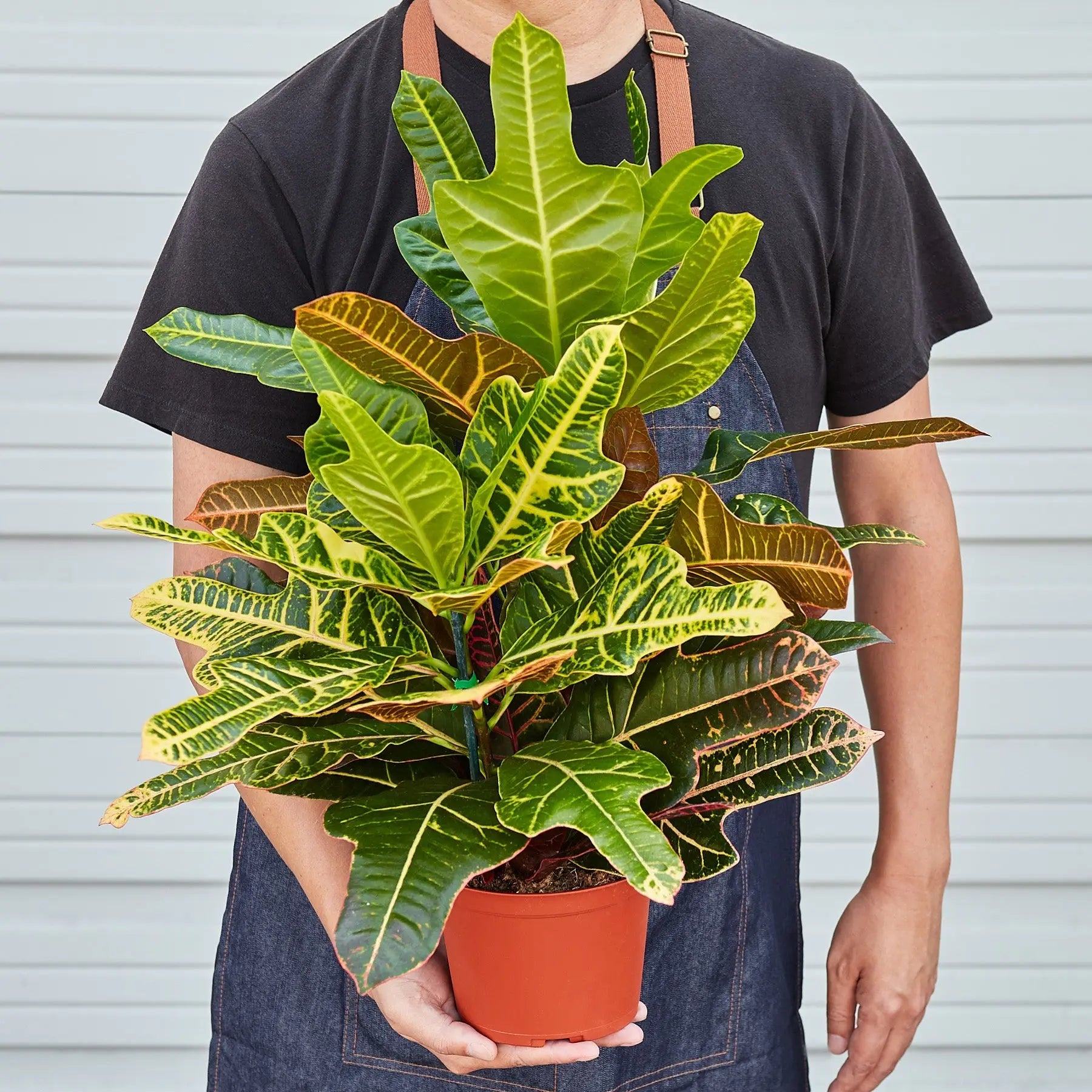 Croton 'Oakleaf'