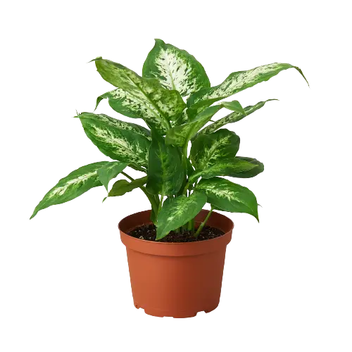 Dieffenbachia 'Tropic Snow'