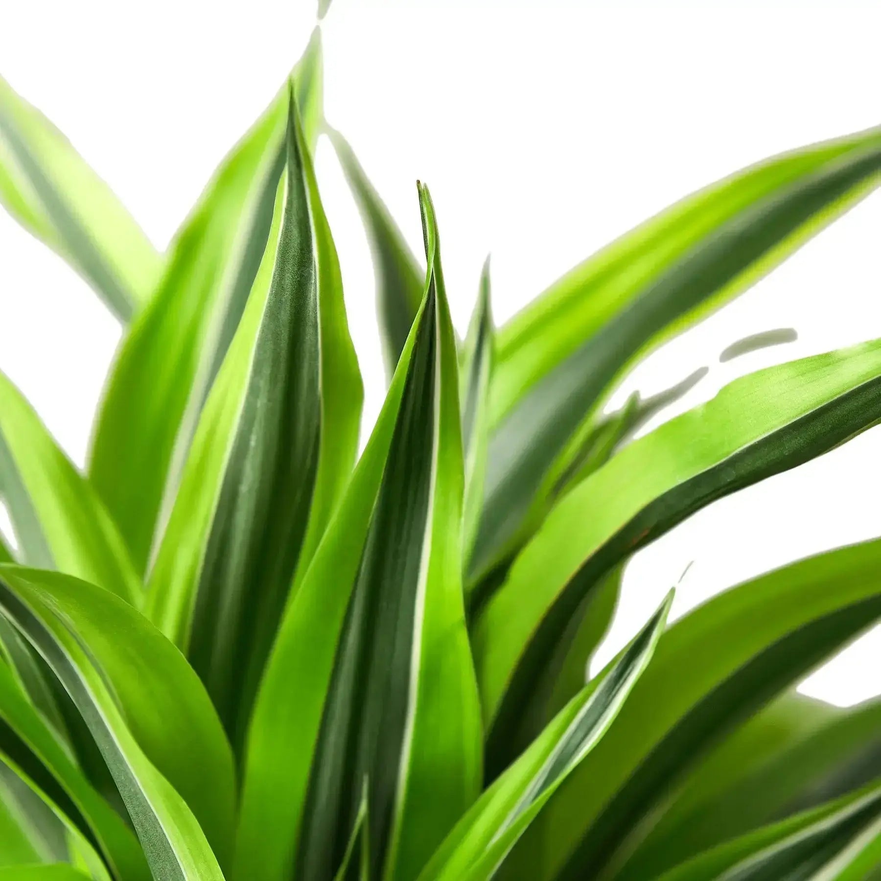 Dracaena Lemon Lime Plant