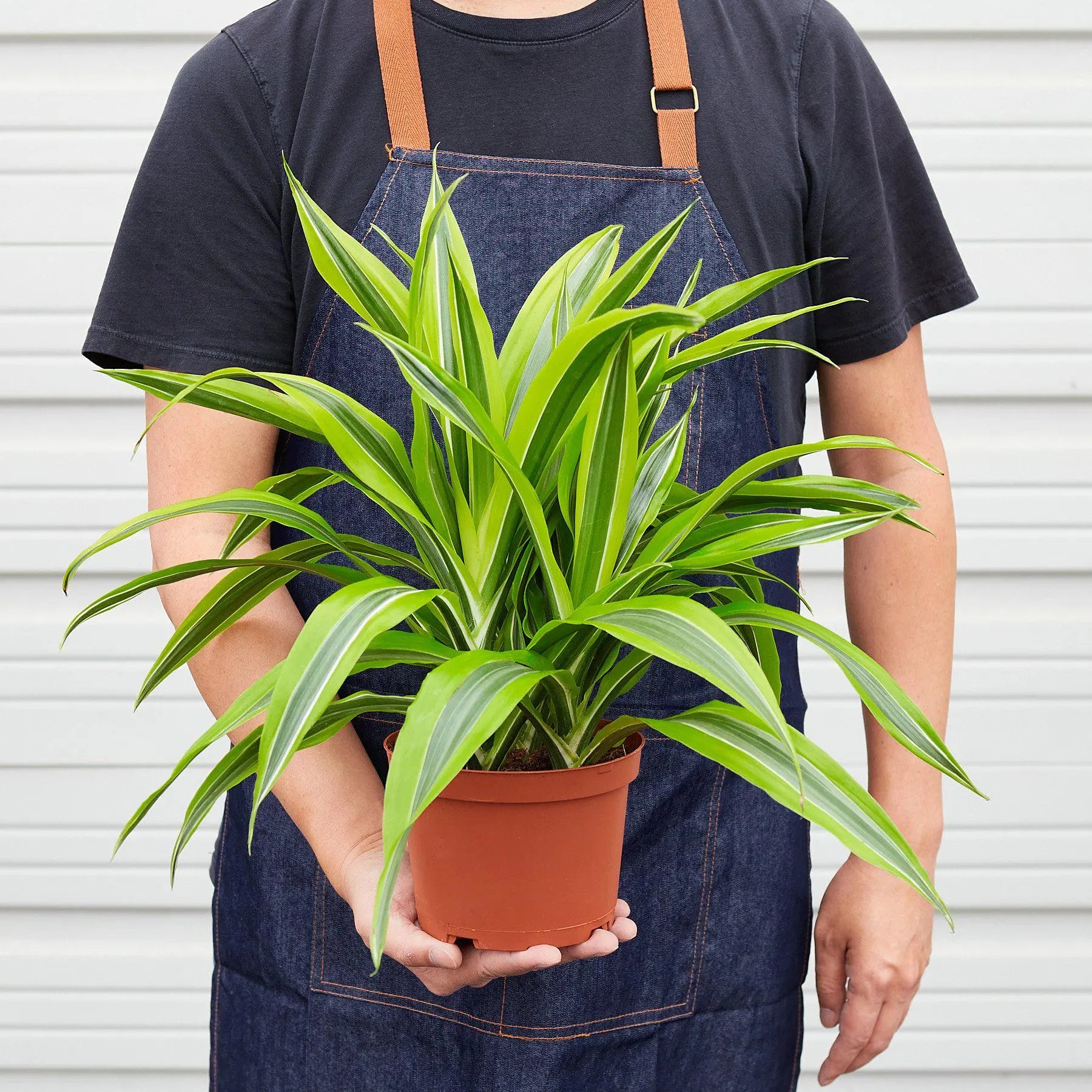 Dracaena 'Lemon Lime'