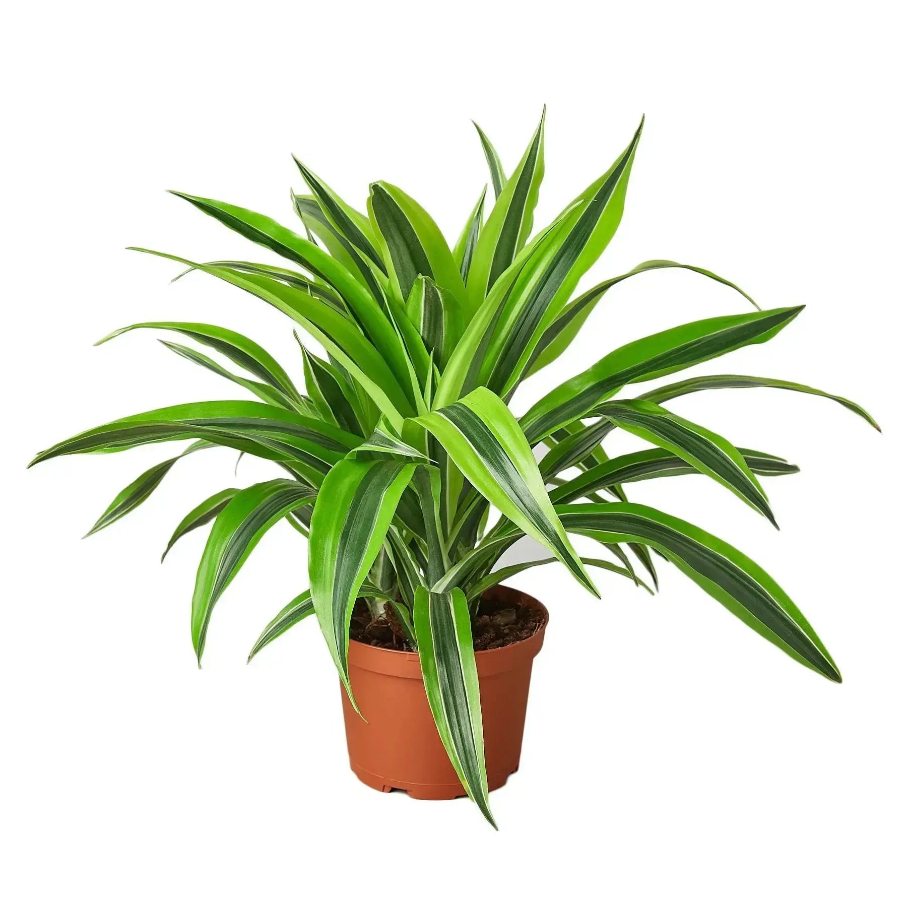 Dracaena Lemon Lime Plant