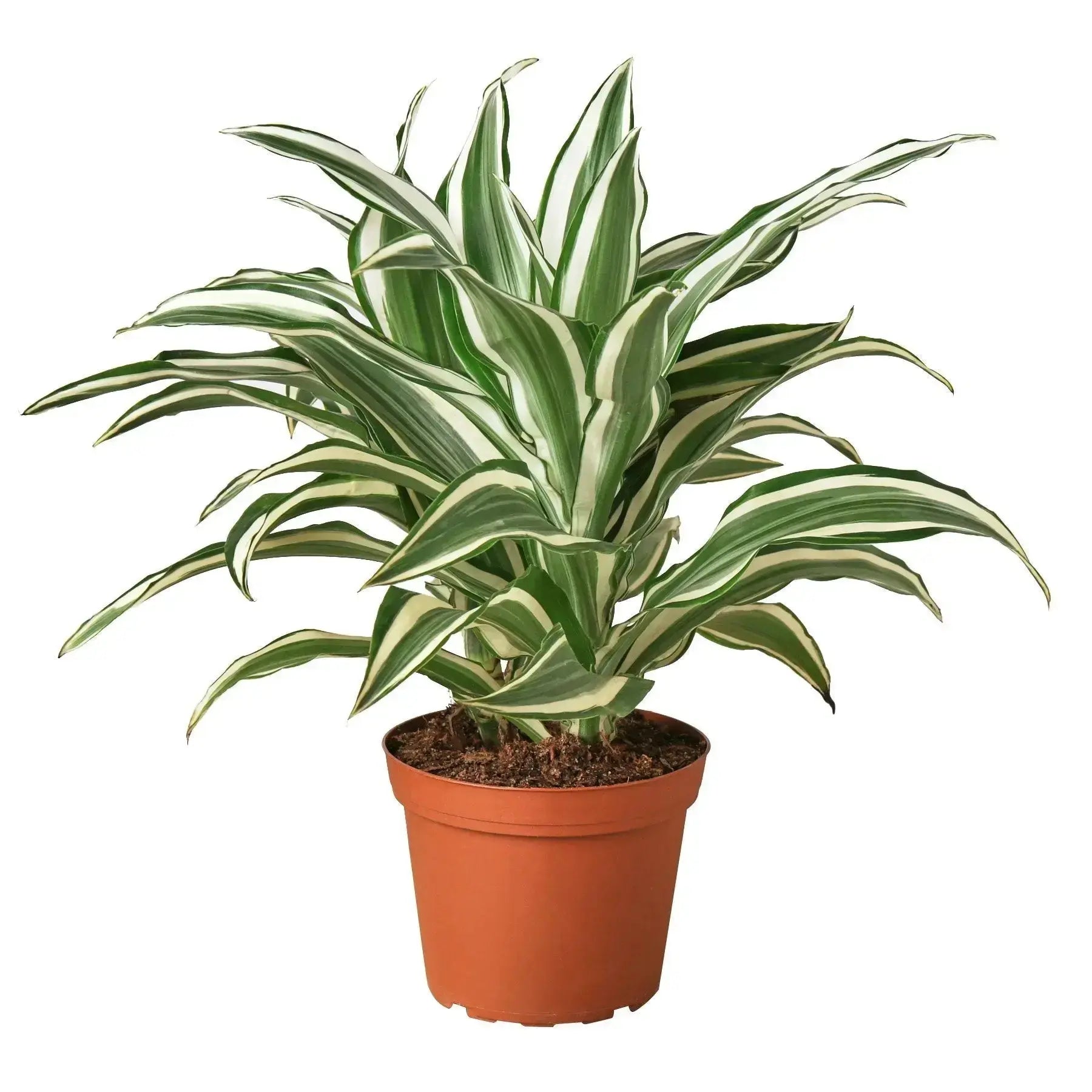 Dracaena White Jewel - 6