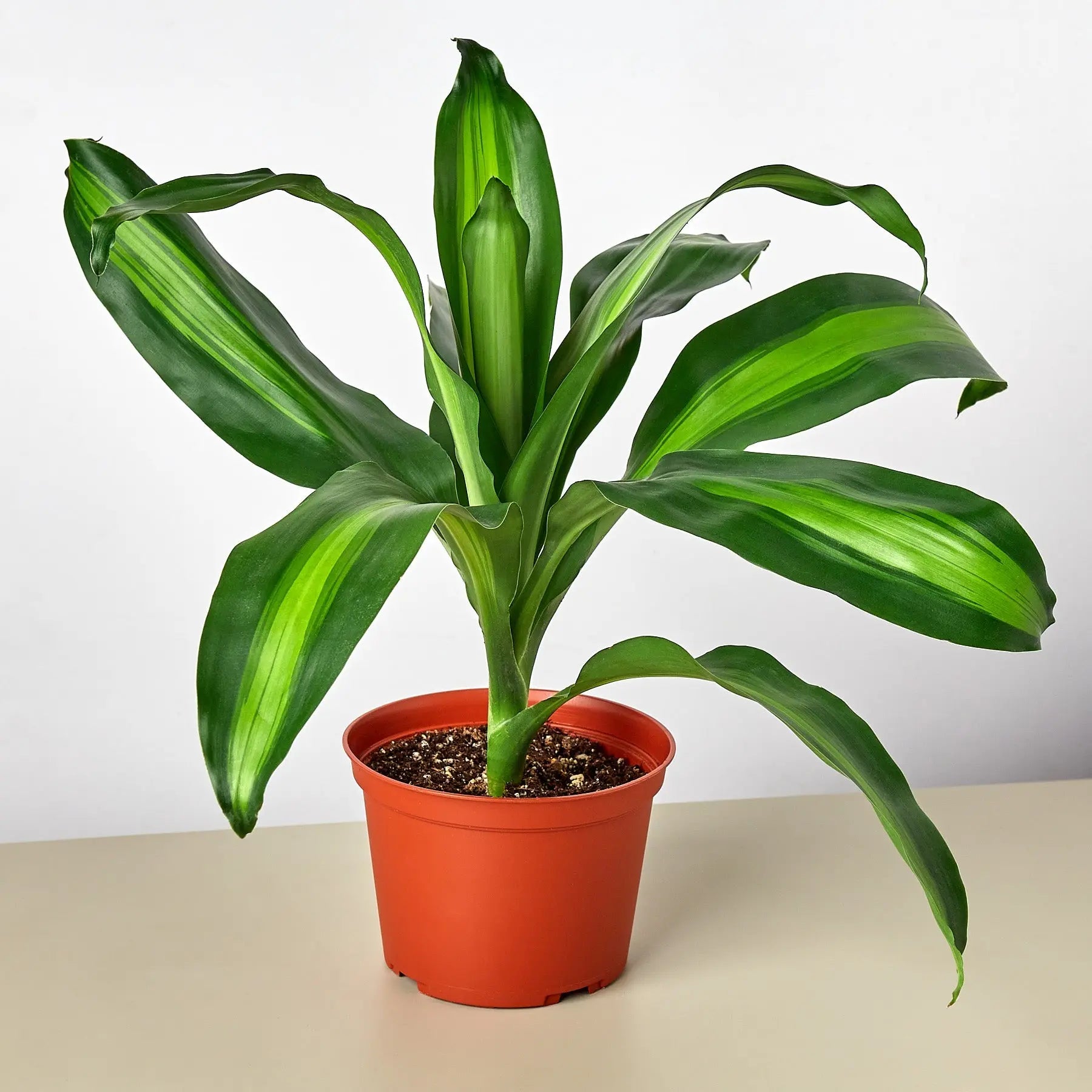 Dracaena 'Massangeana'