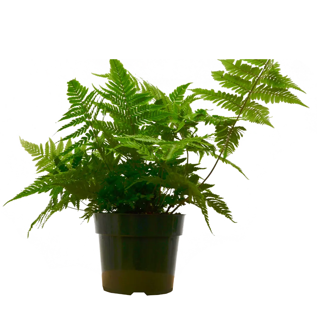 'Autumn' Fern - 6
