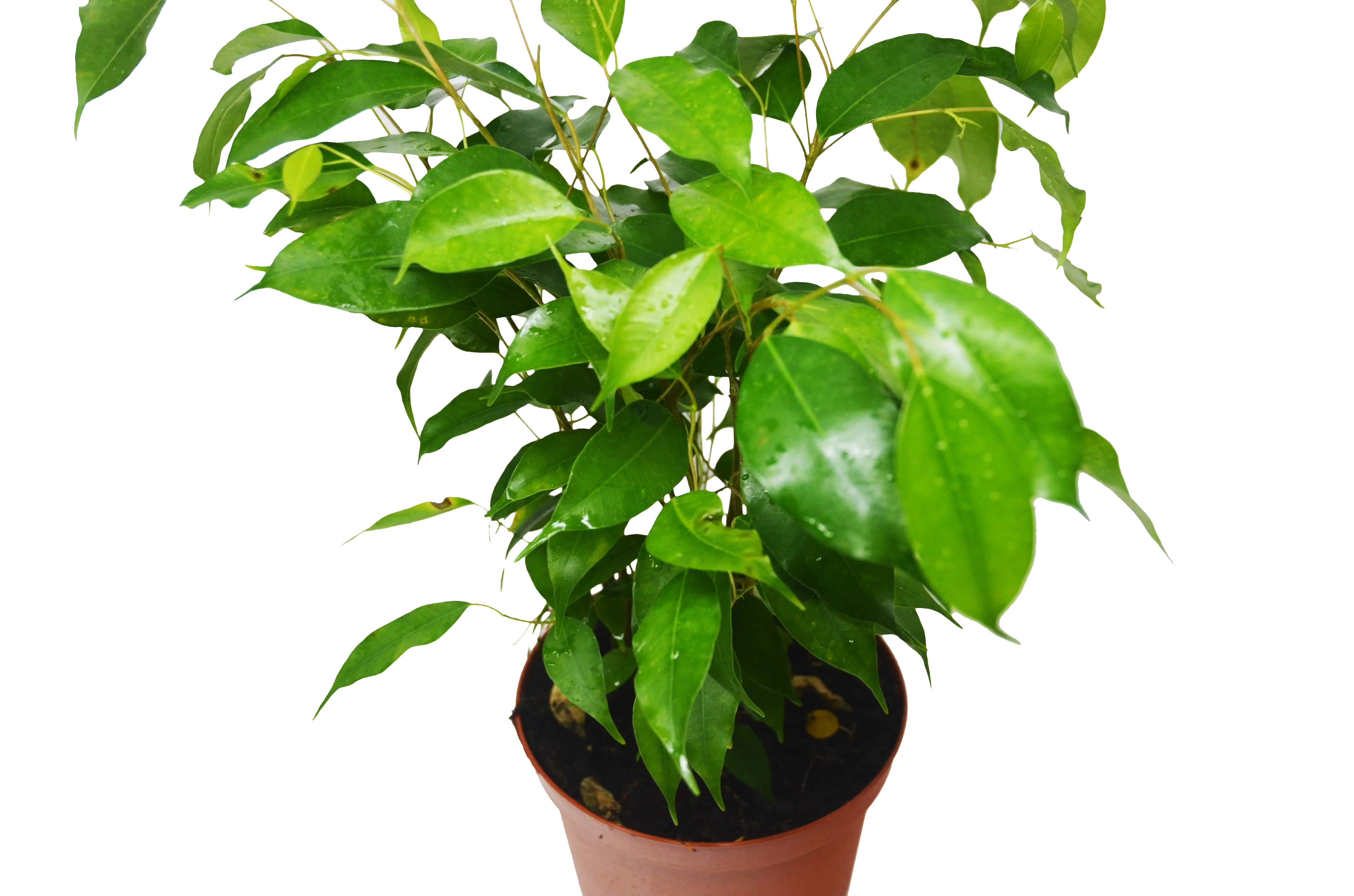 Ficus 'Benjamina'