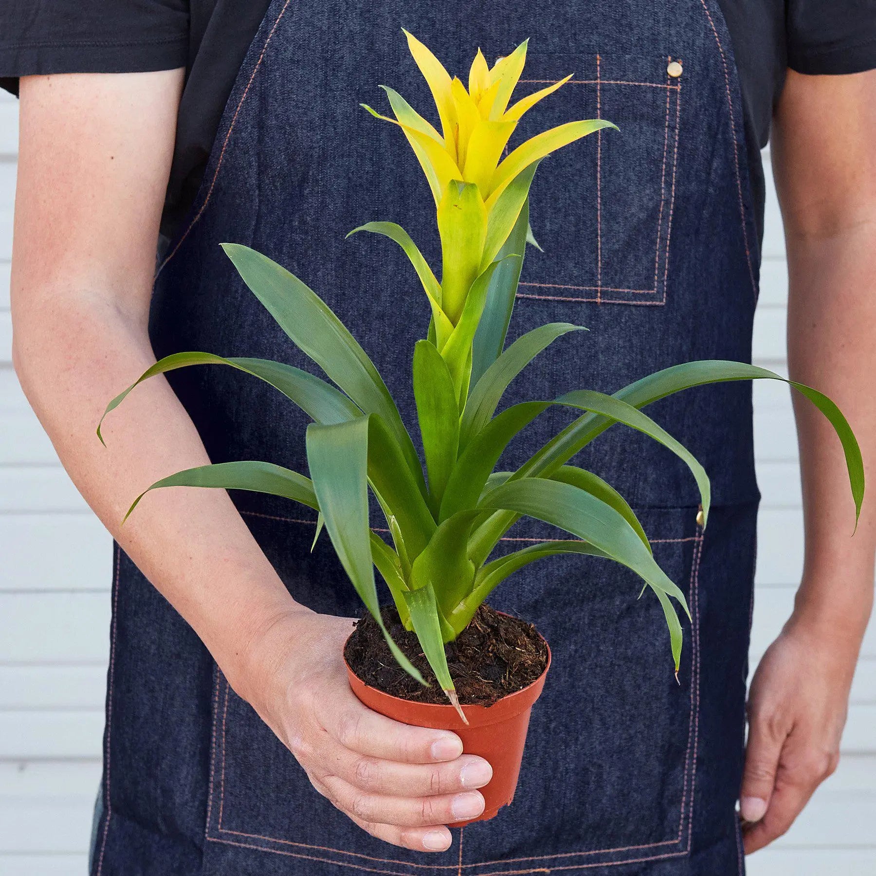 Bromeliad Guzmania 'Yellow' - 4