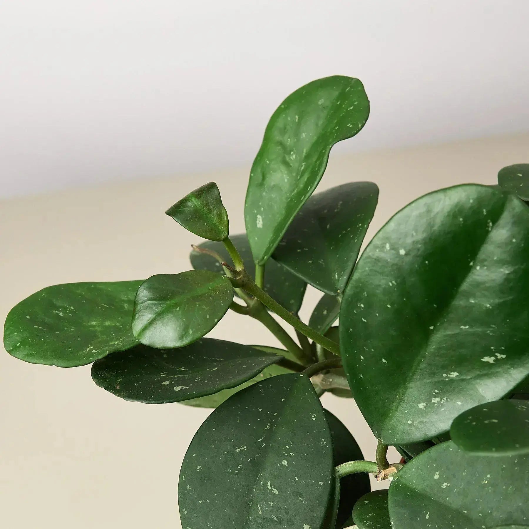 Hoya Obovata – Wax Plant | Live Tropical Houseplant