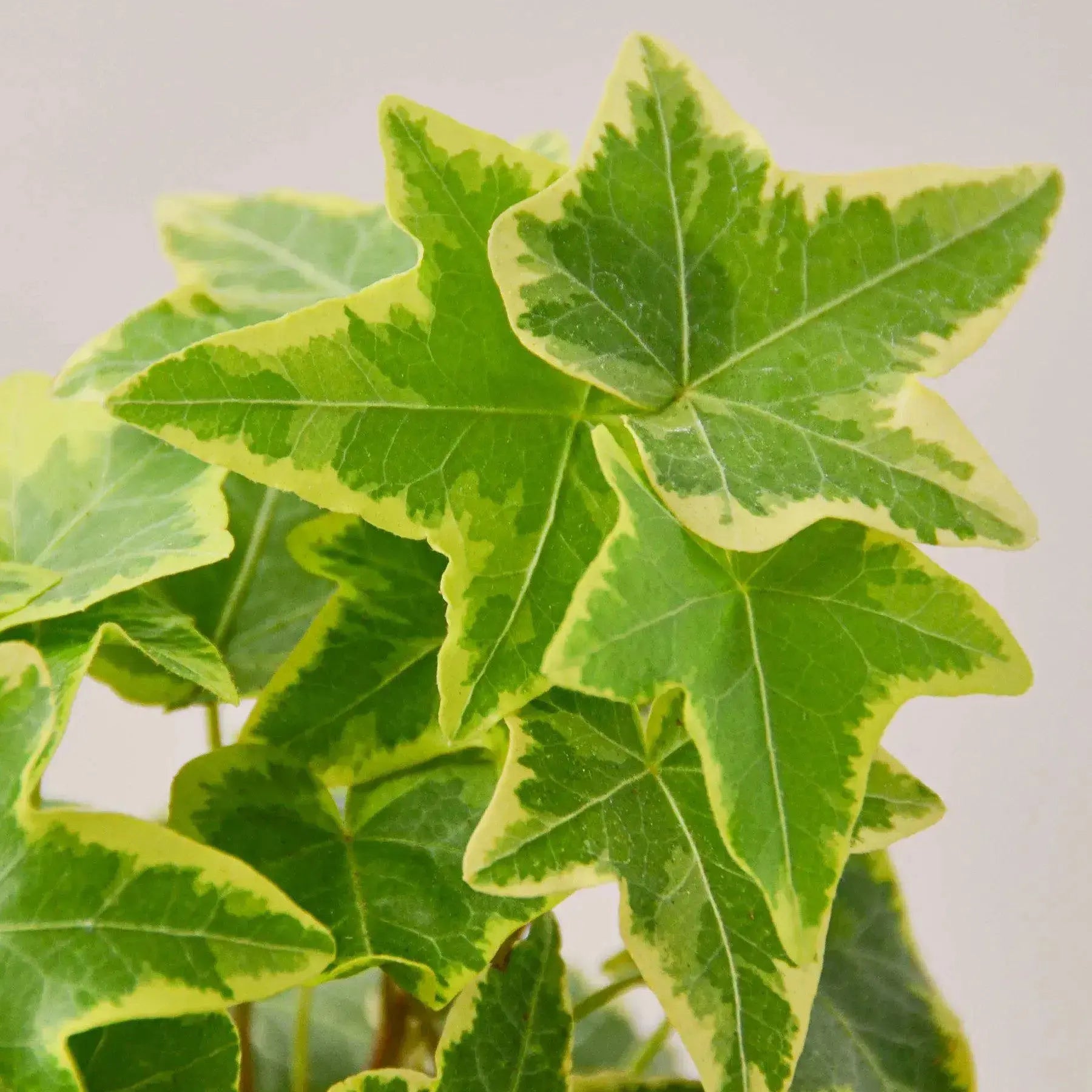 English Ivy 'Gold Child' — Indoor Trailing Vine Plant