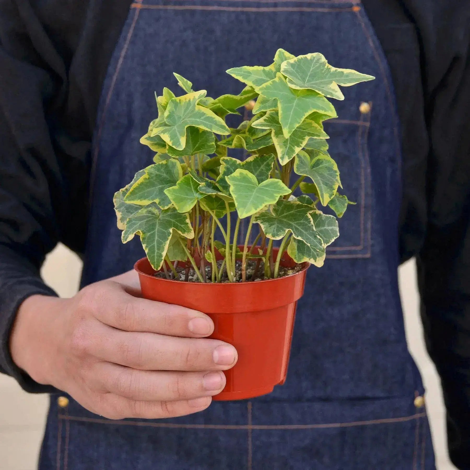 English Ivy 'Gold Child' — Indoor Trailing Vine Plant
