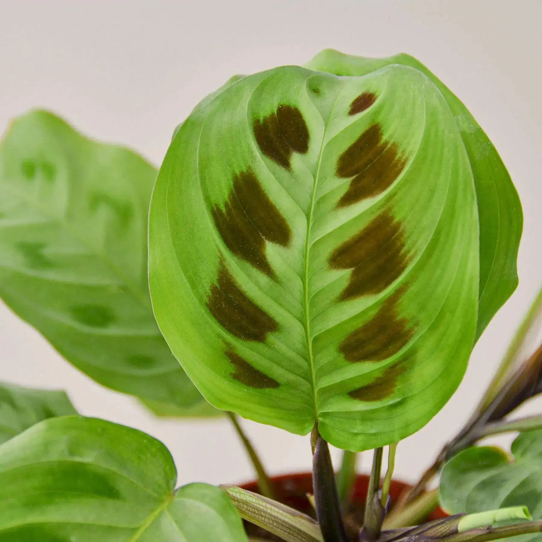 Prayer Plant (Maranta Leuconeura) – Live Indoor Houseplant