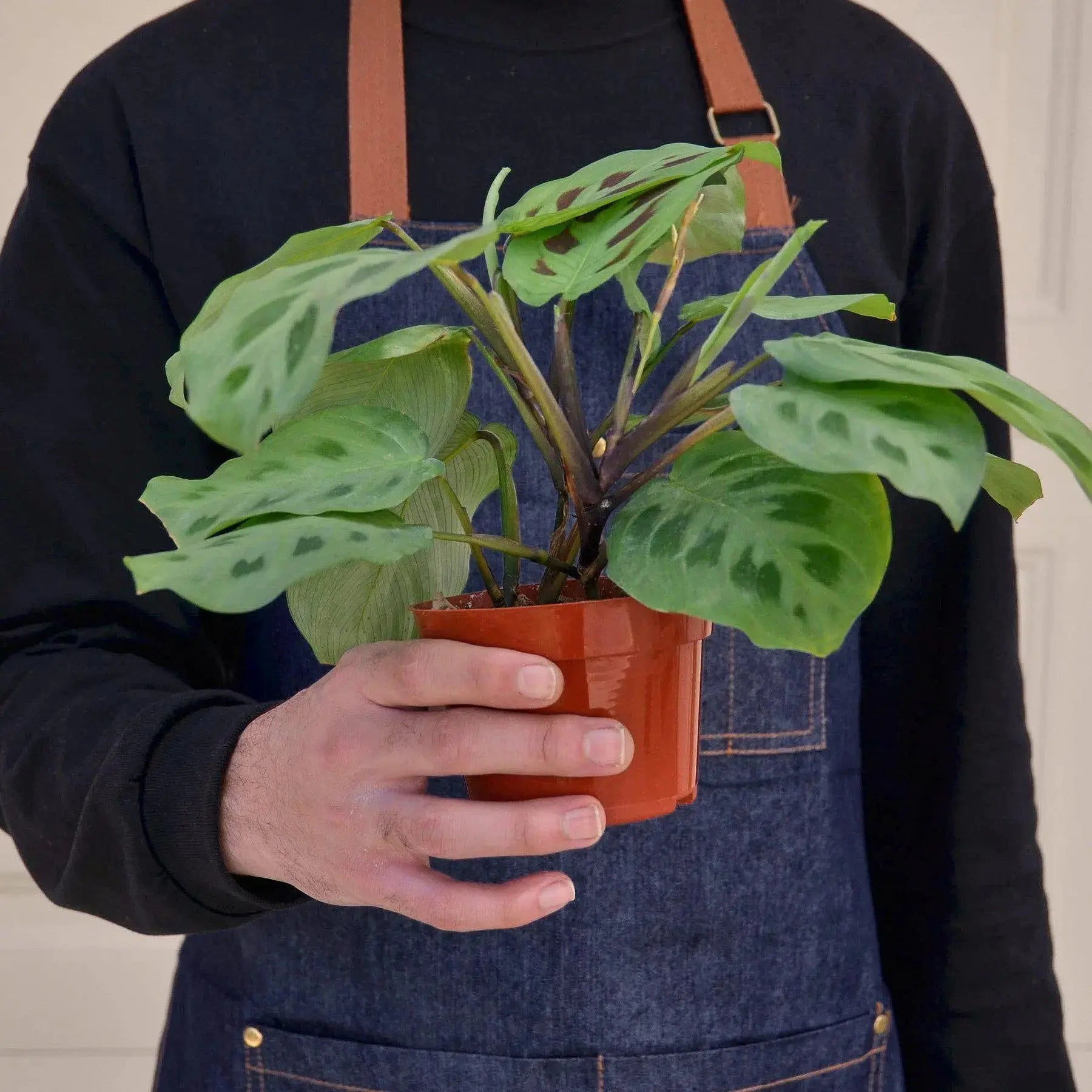 Prayer Plant (Maranta Leuconeura) – Live Indoor Houseplant