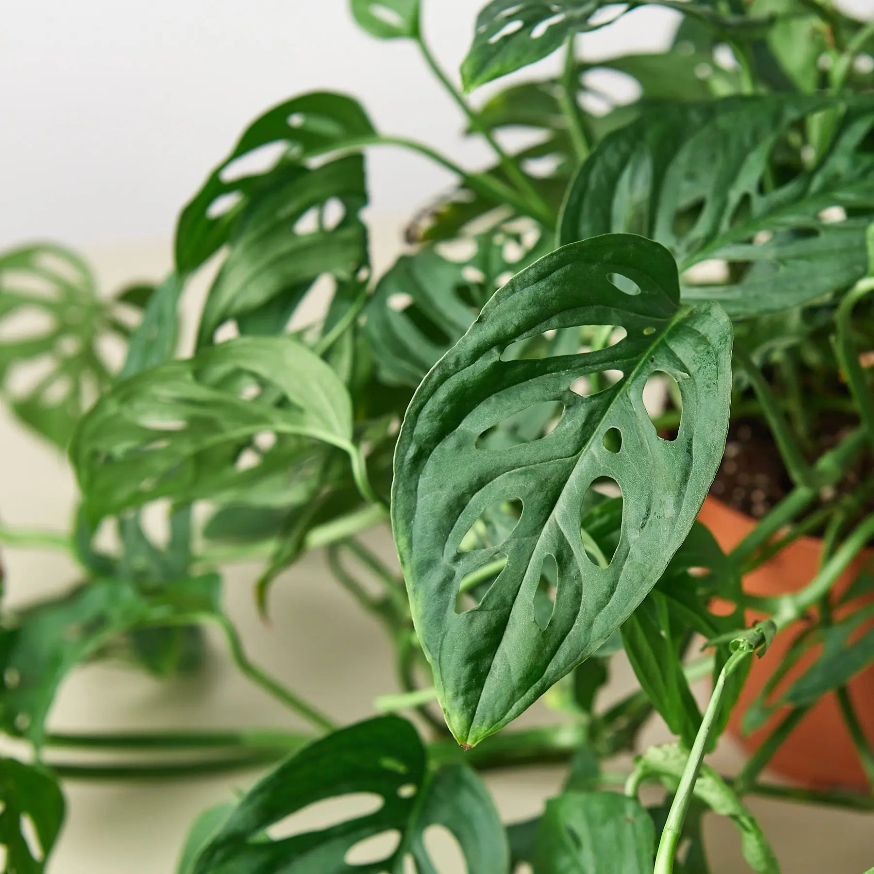 Monstera Adansonii 'Swiss Cheese'