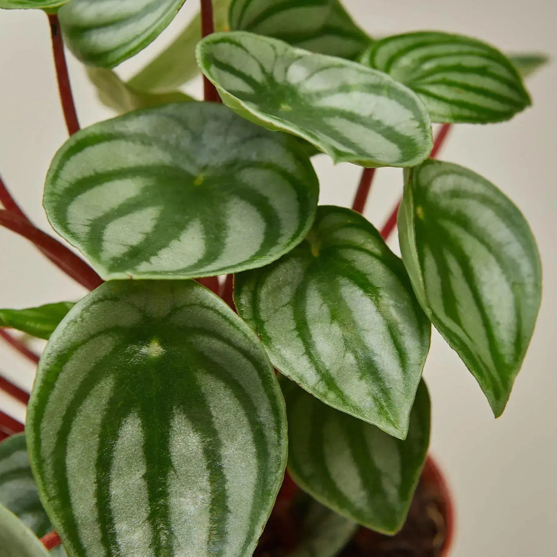 Watermelon Peperomia - Easy-Care Indoor Plant Gift