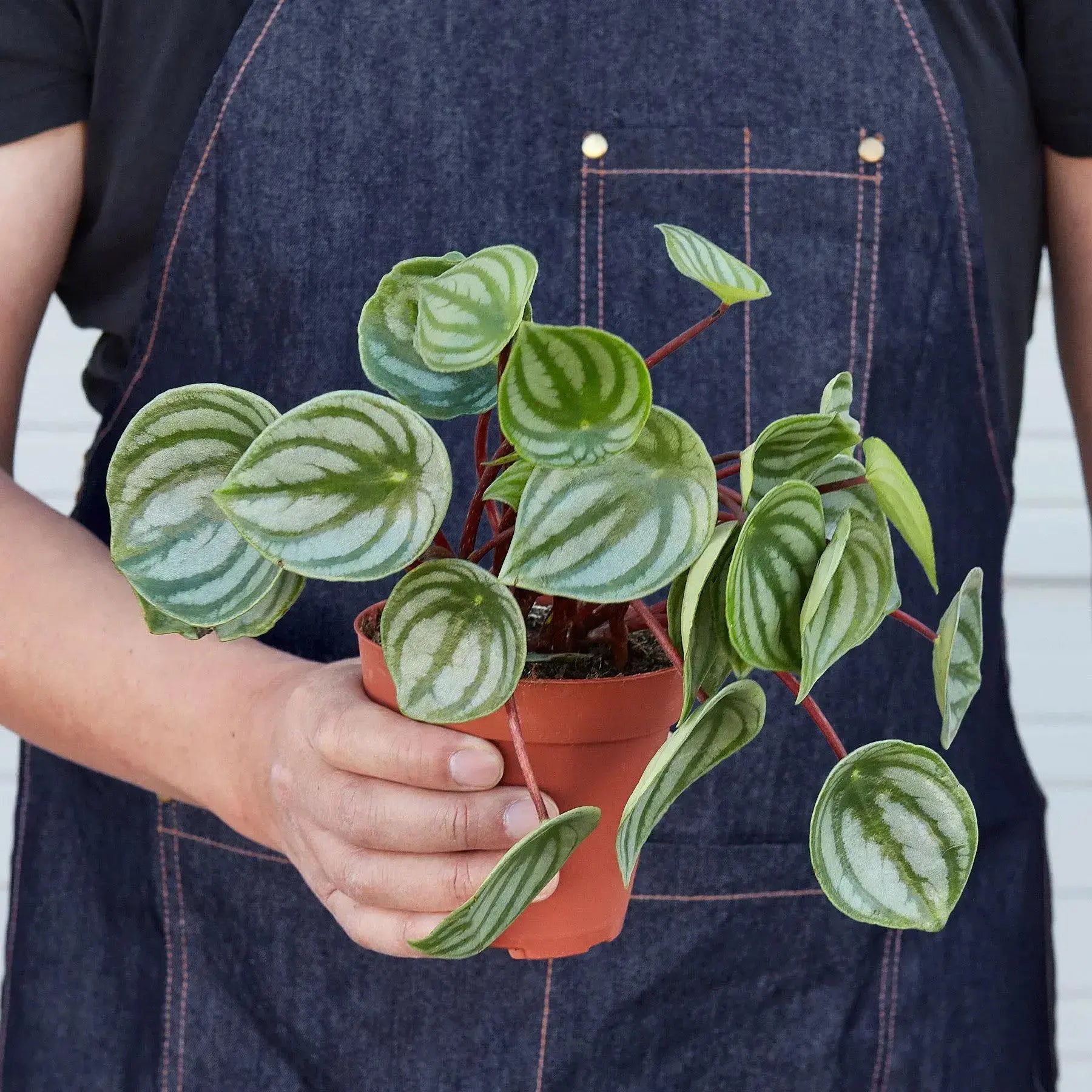 Watermelon Peperomia - Easy-Care Indoor Plant Gift