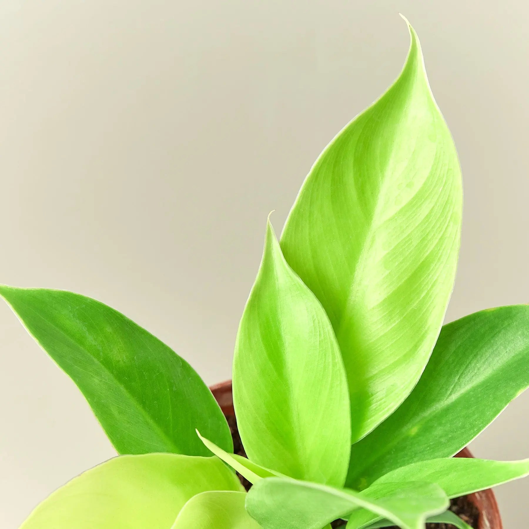 Philodendron Moonlight – Live Indoor Plant