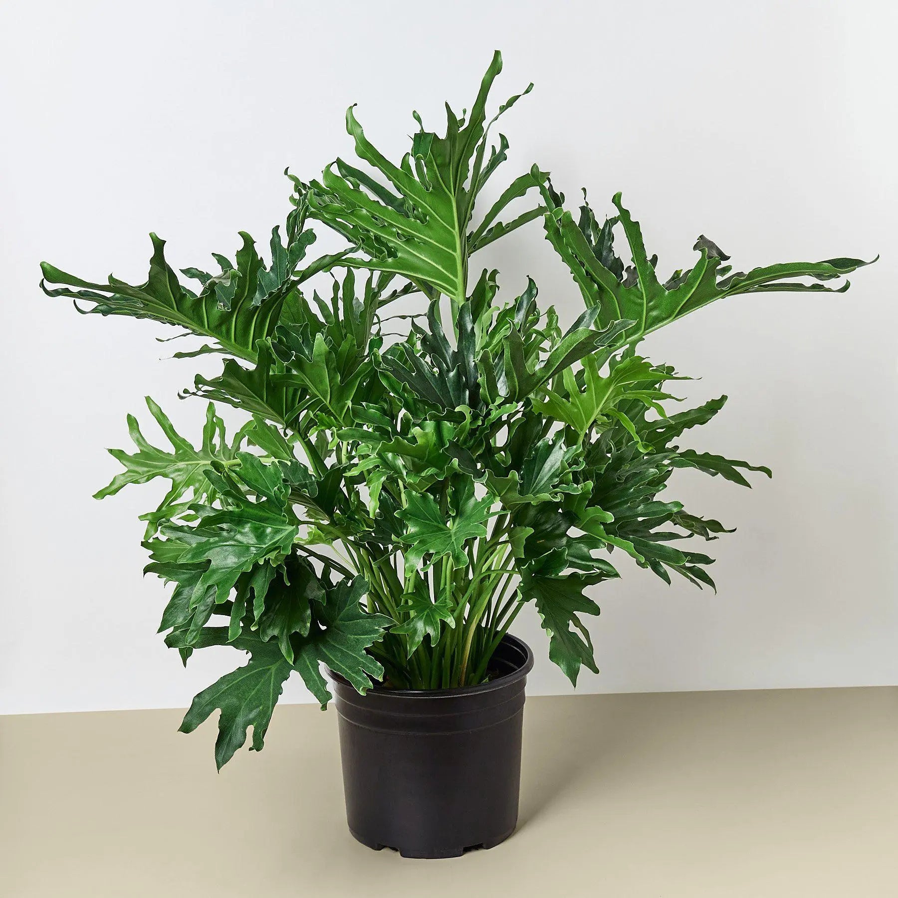 Philodendron 'Lickety Split' - 8