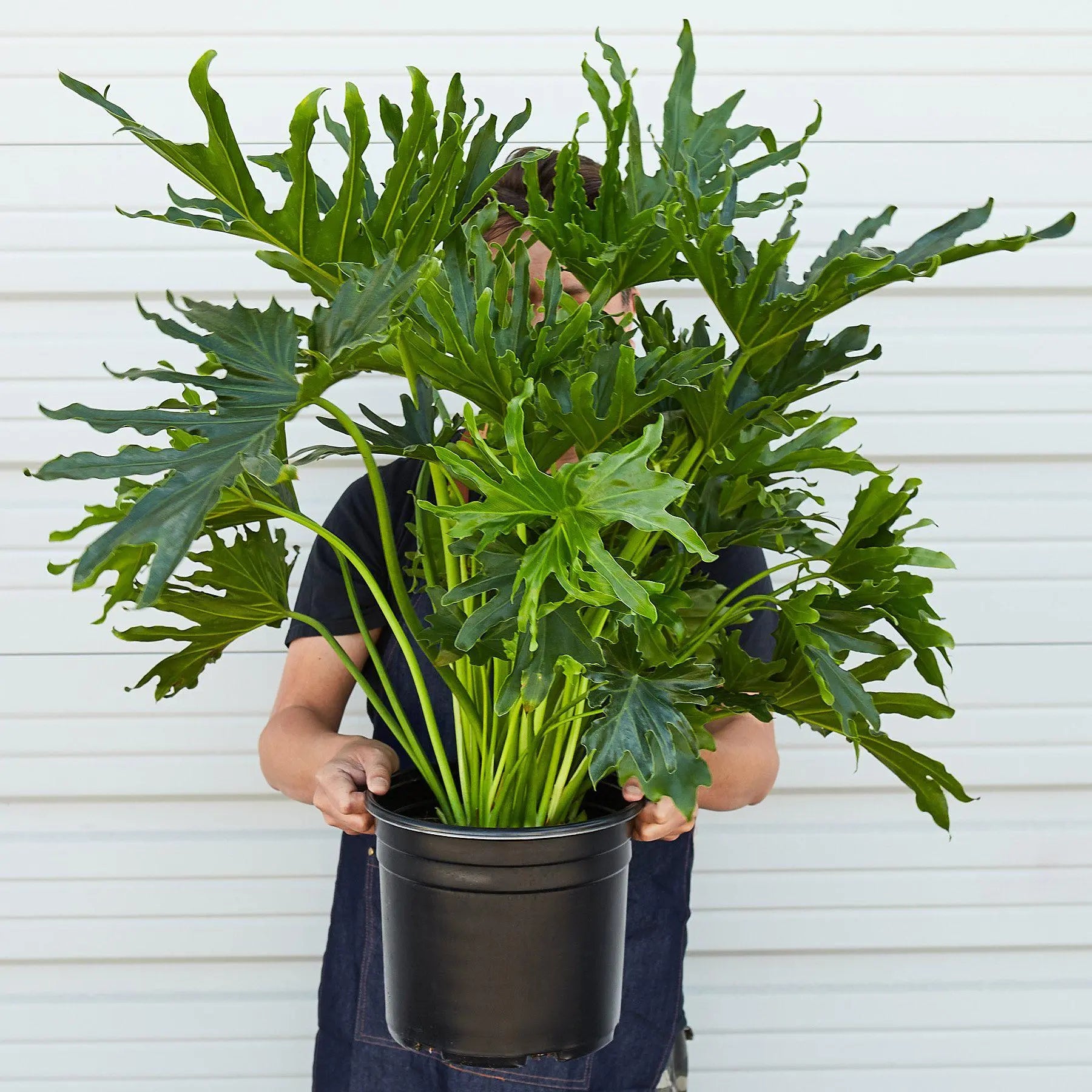 Philodendron 'Lickety Split' - 8