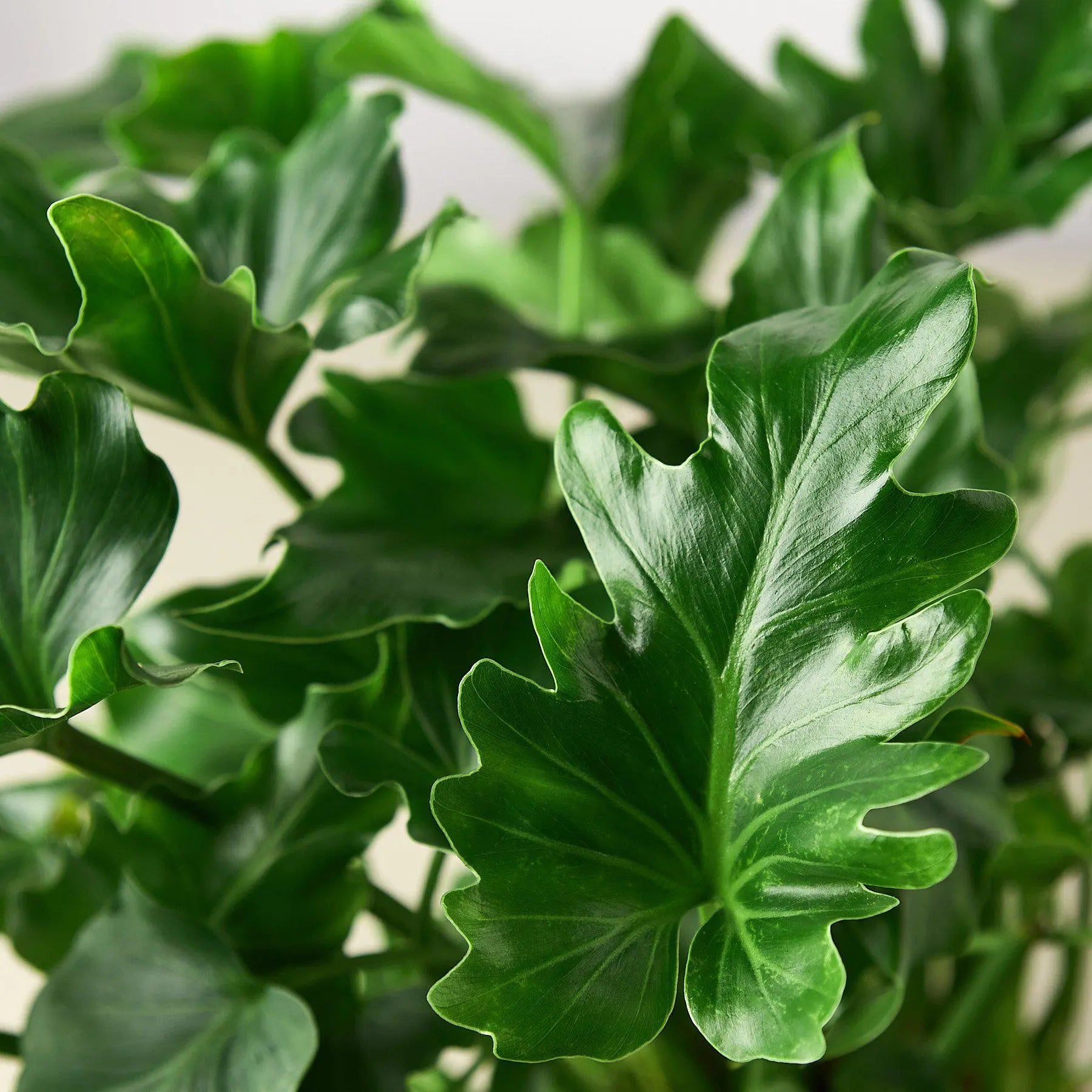 Philodendron ‚ÄòLittle Hope'