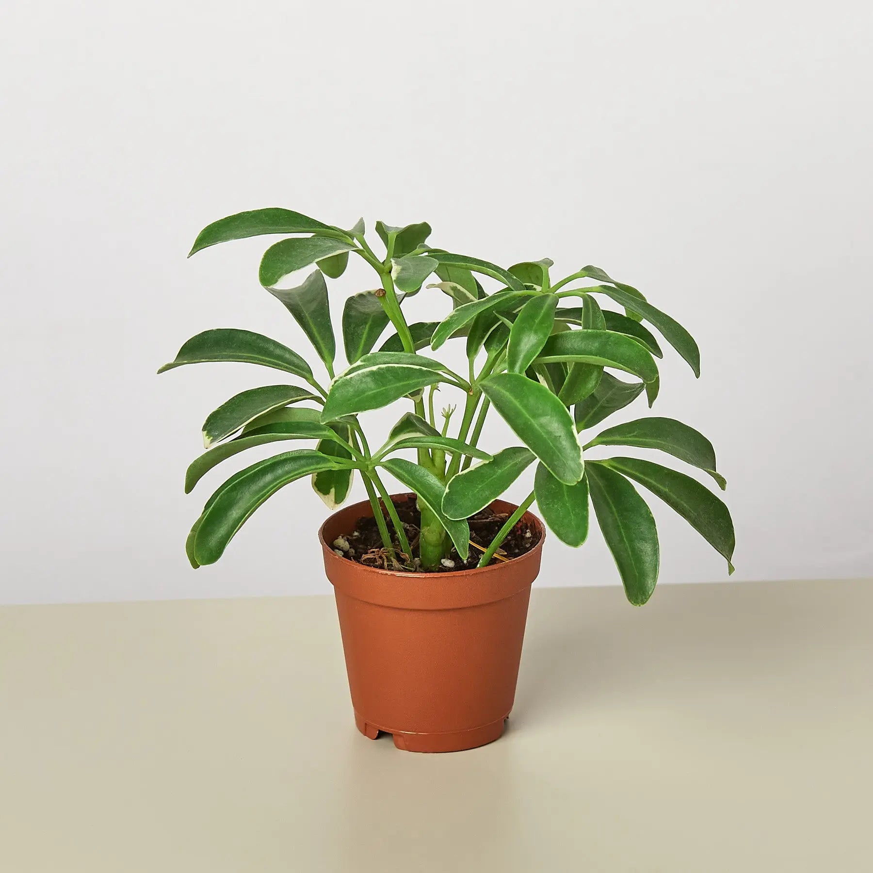 Schefflera Arboricola