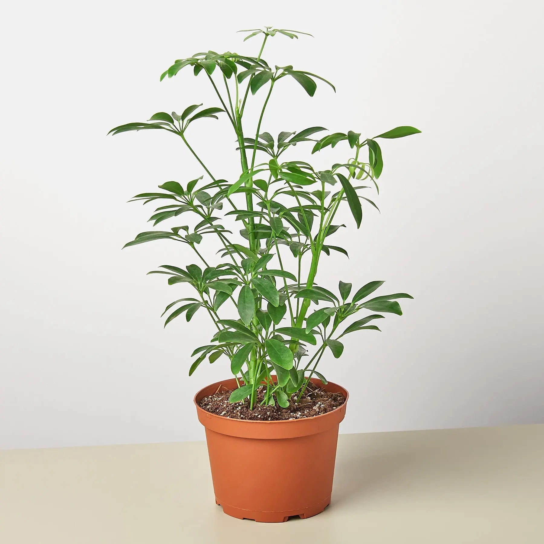 Schefflera Arboricola