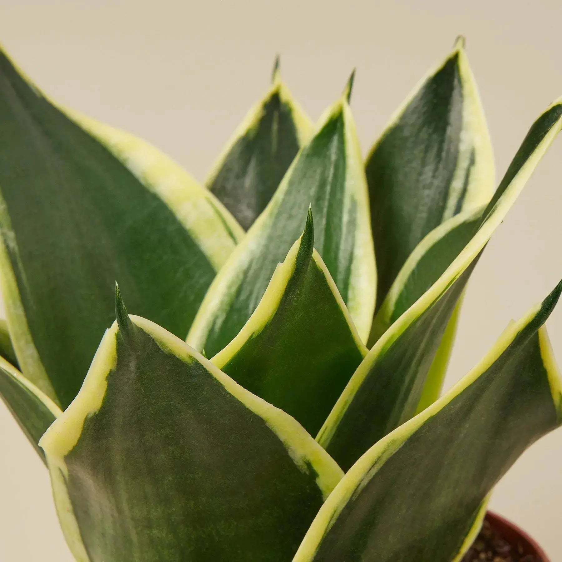 Snake Plant 'Black Gold' – Air Purifying Houseplant
