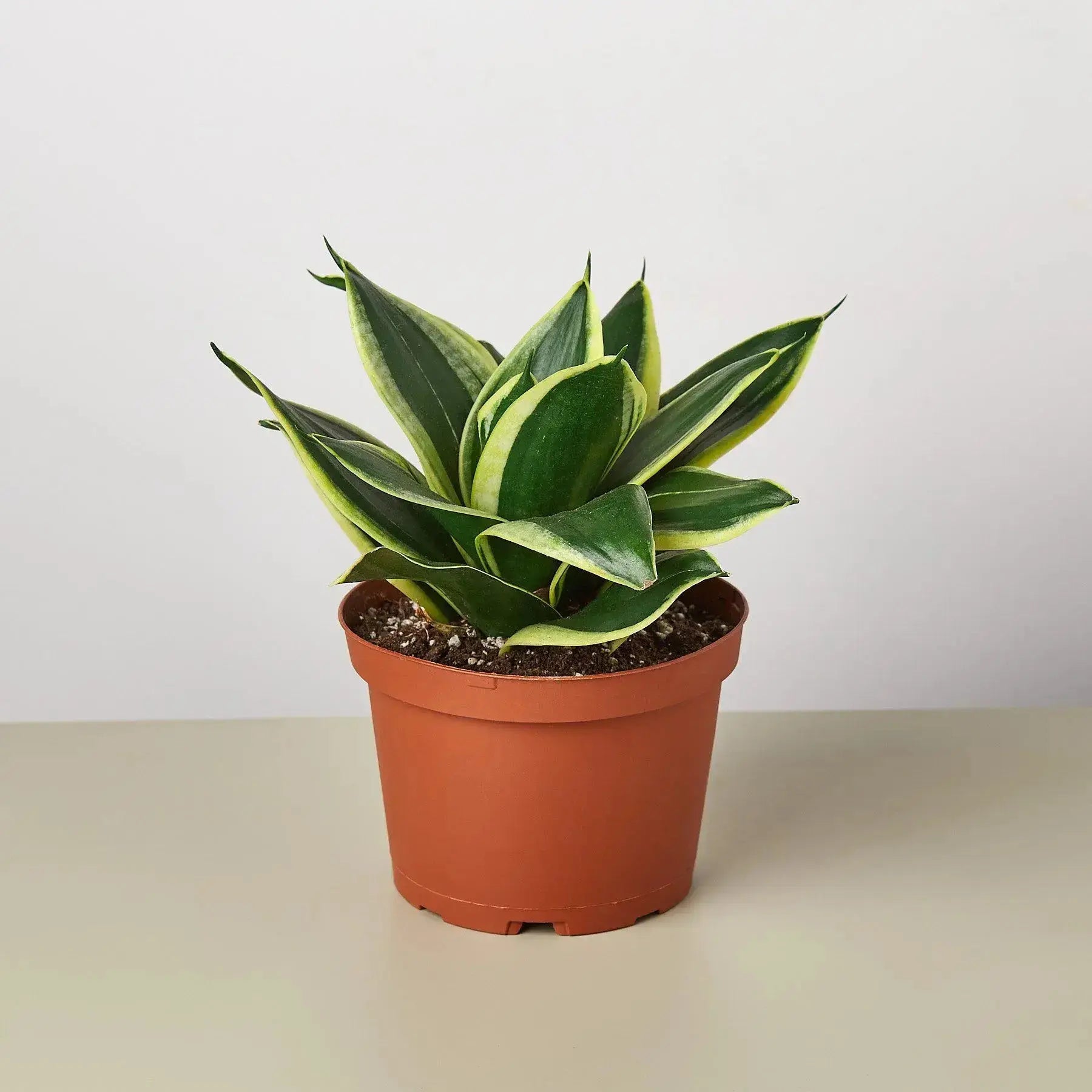 Snake Plant 'Black Gold' – Air Purifying Houseplant