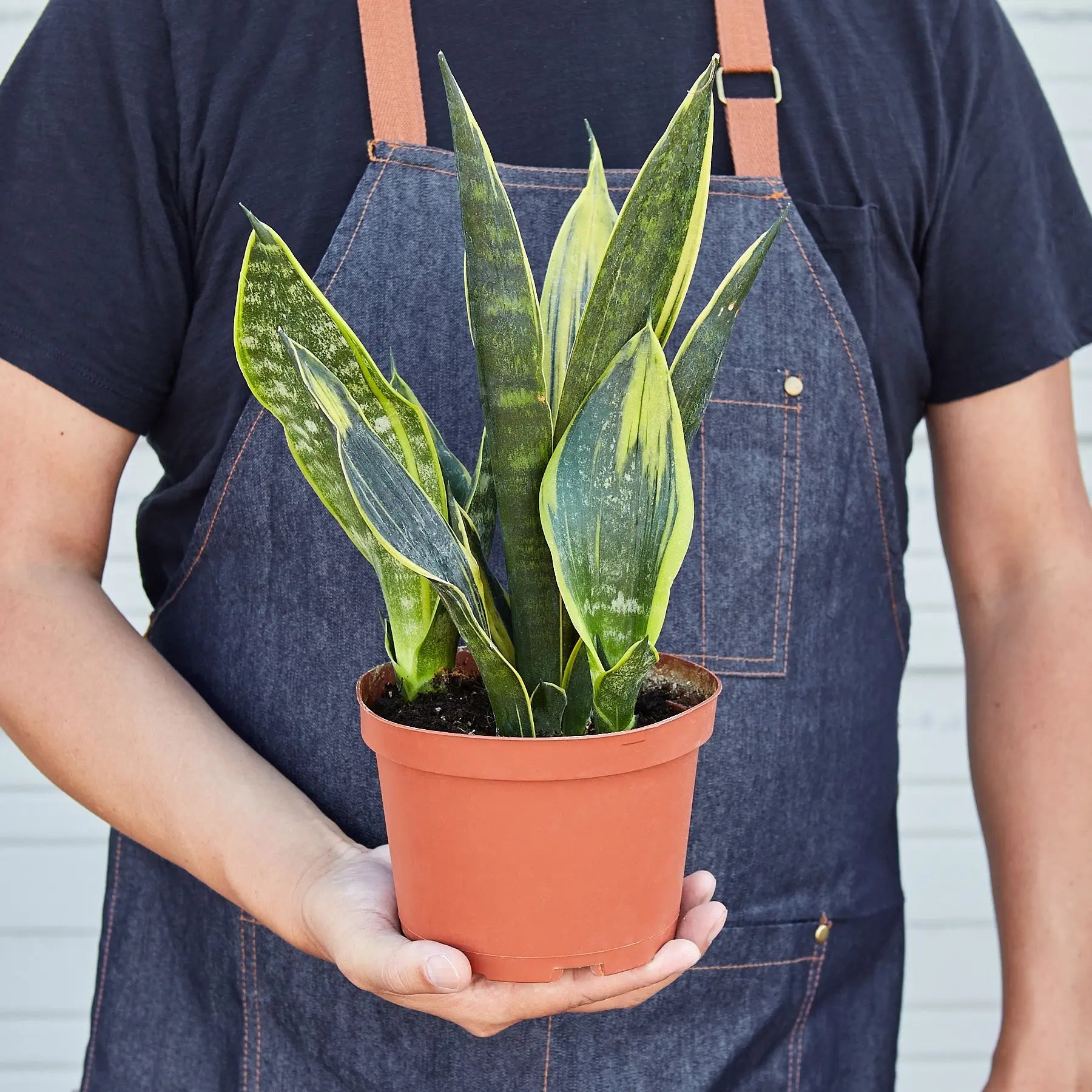 snake plant gold Snake Plant 'Gold Flame' 6" Pot