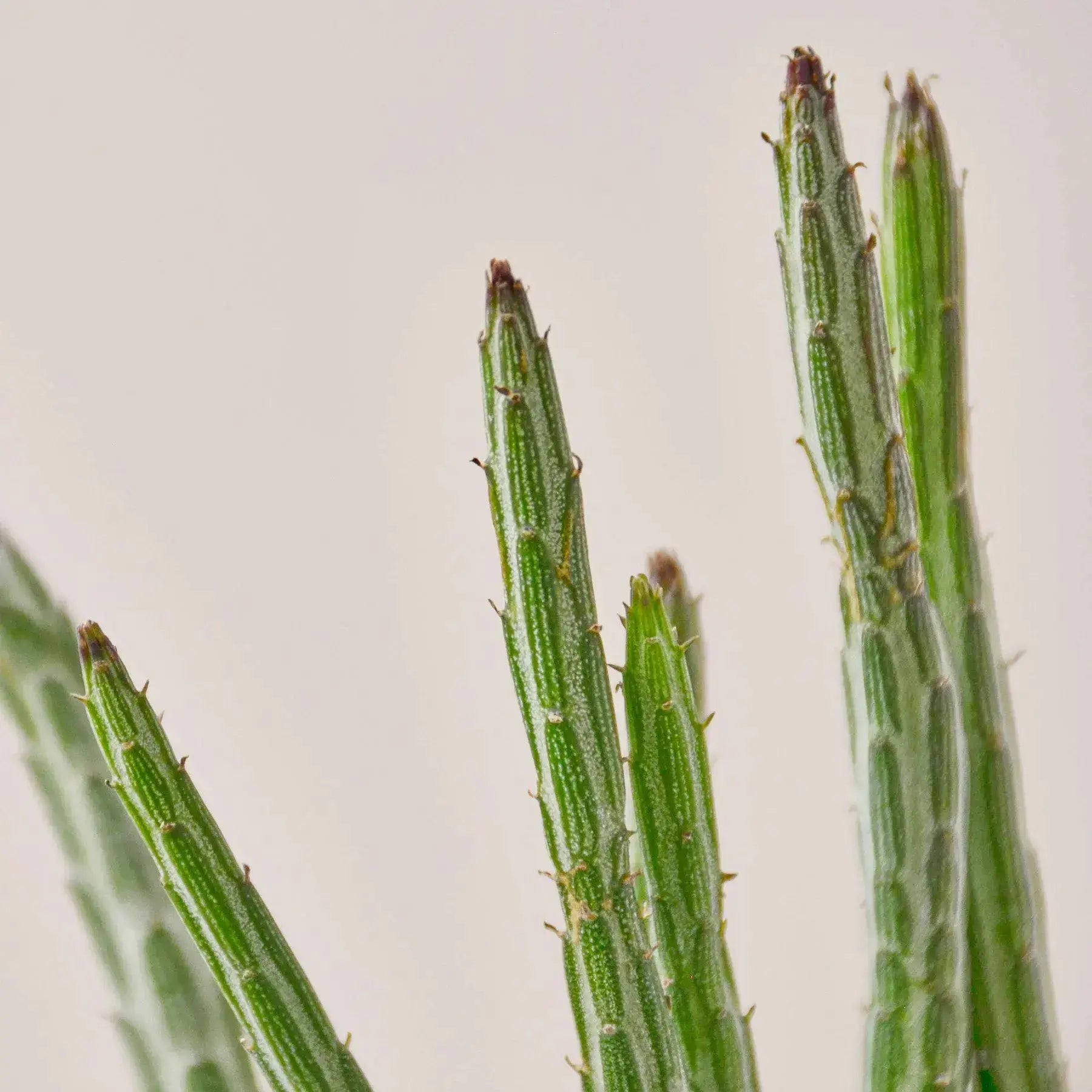 Pickle Plant (Senecio Stapeliiformis) – Live Succulent