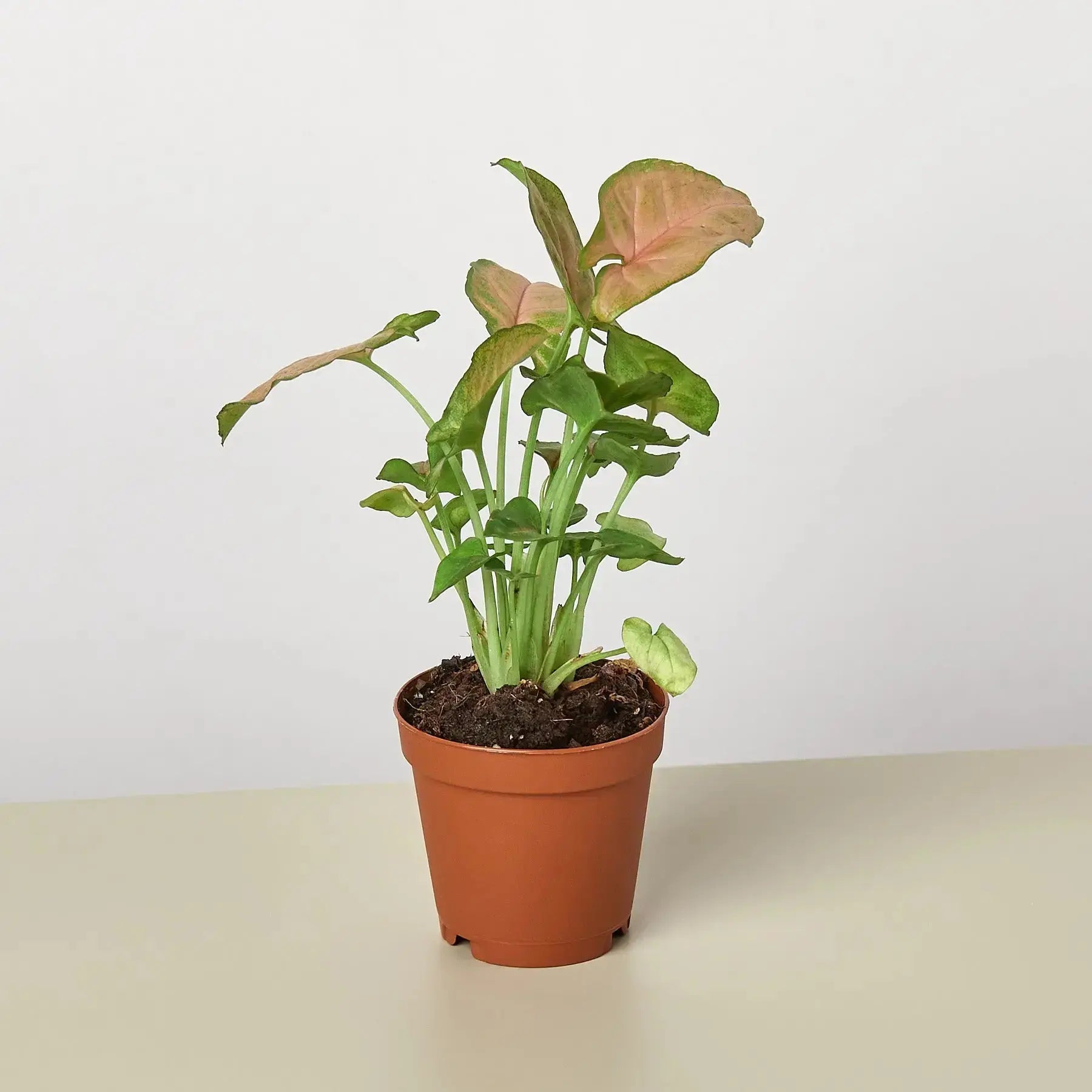 Syngonium 'Strawberry' – Pink Arrowhead Plant