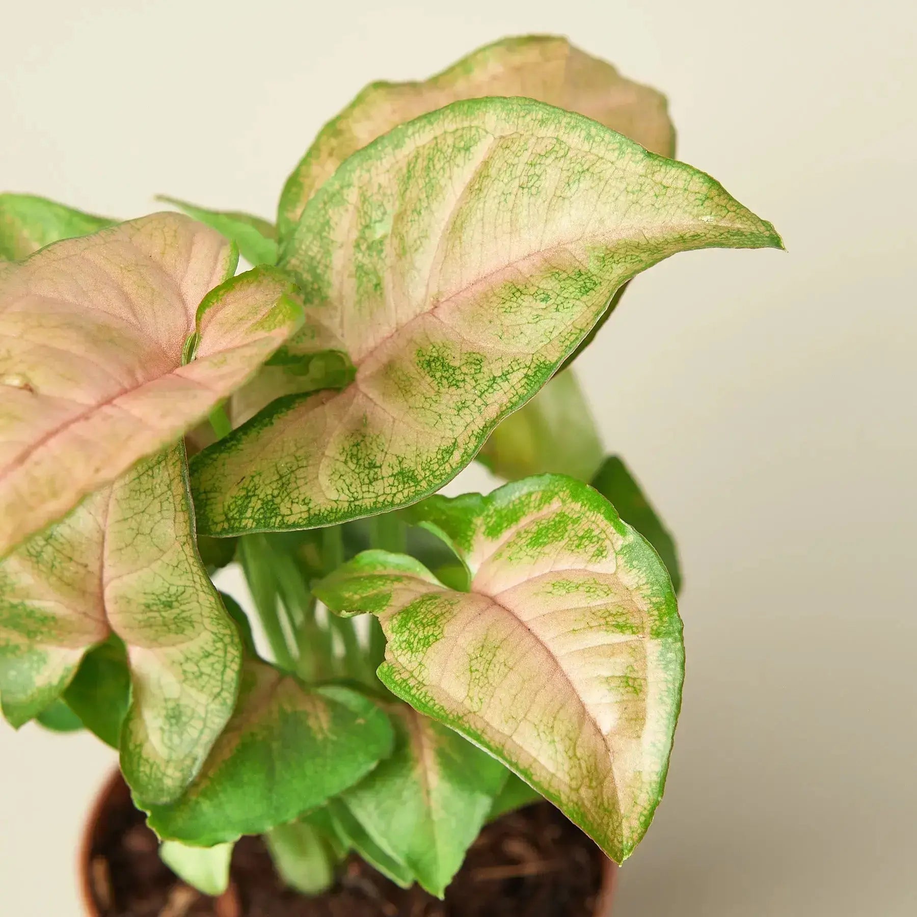 Syngonium 'Strawberry' – Pink Arrowhead Plant