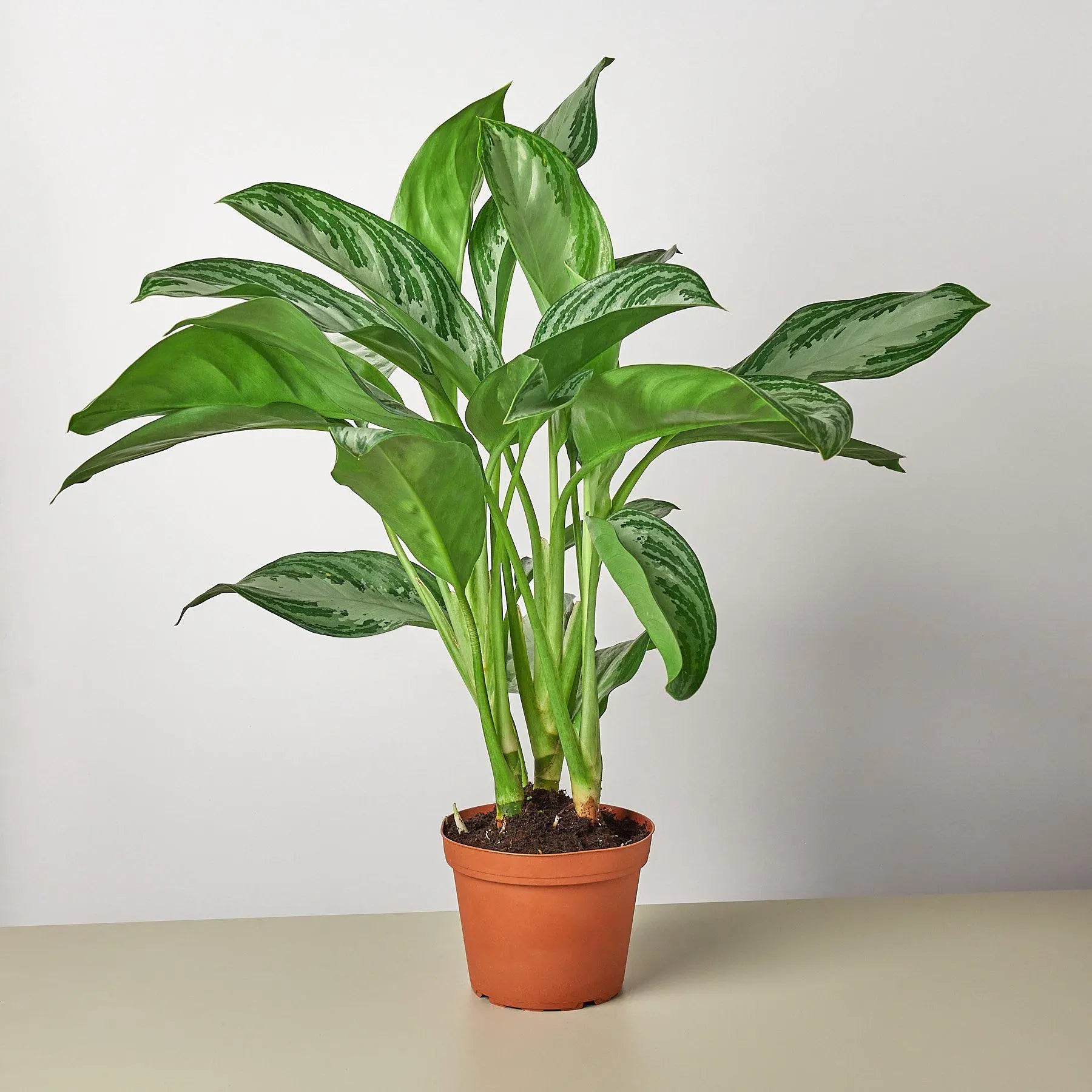 Chinese Evergreen 'Silver Bay'
