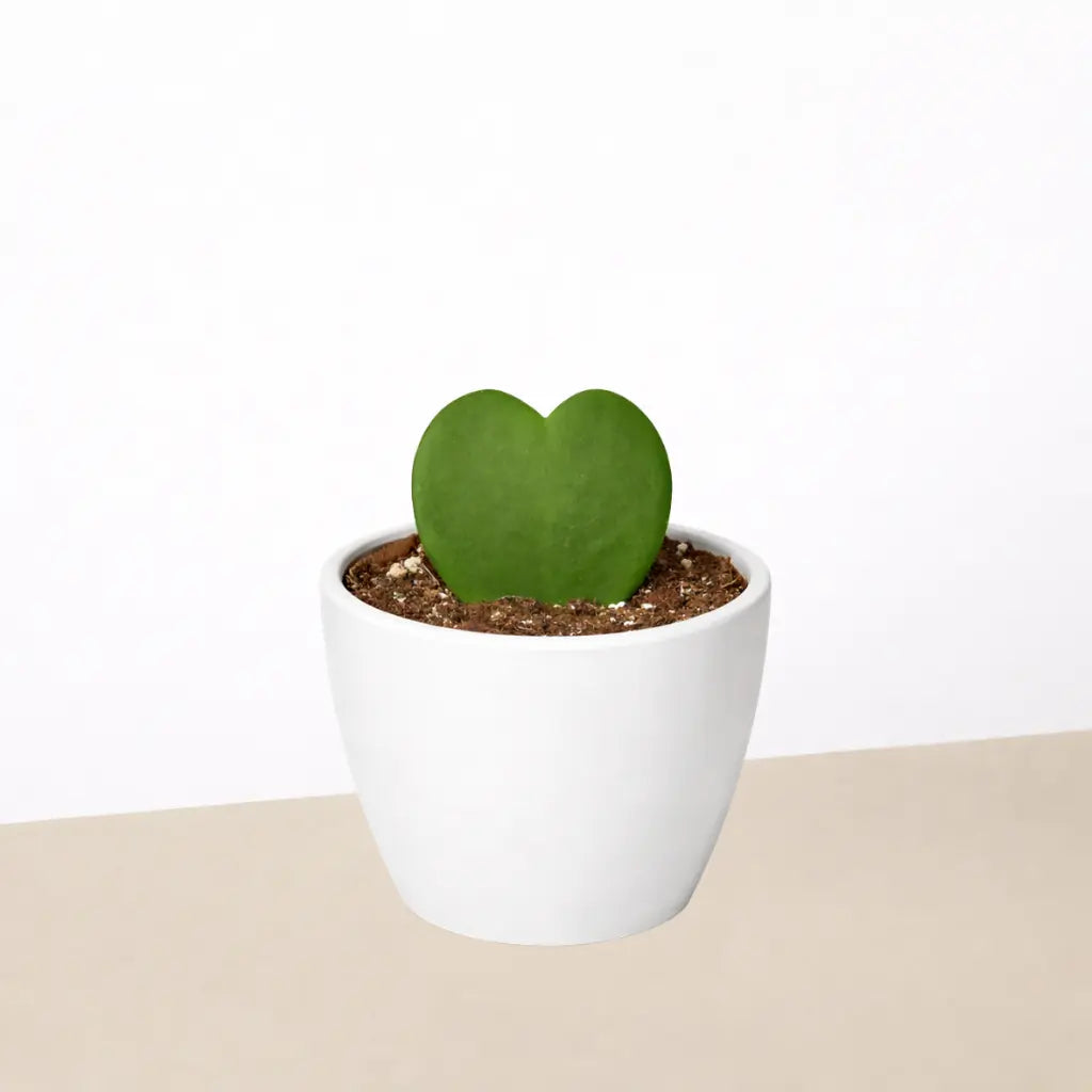 Hoya 'Sweetheart'